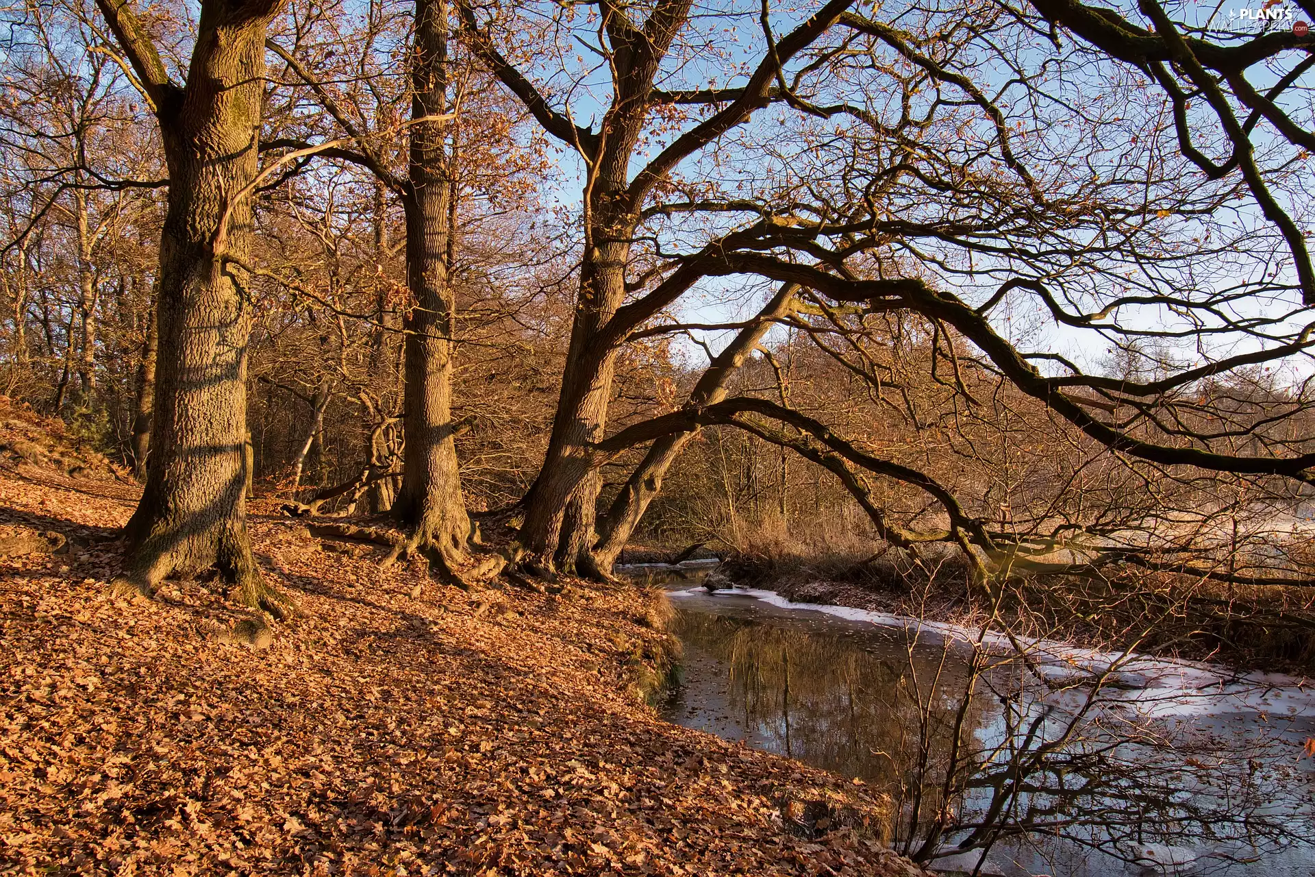 fallen, autumn, trees, viewes, Leaf, Pond - car