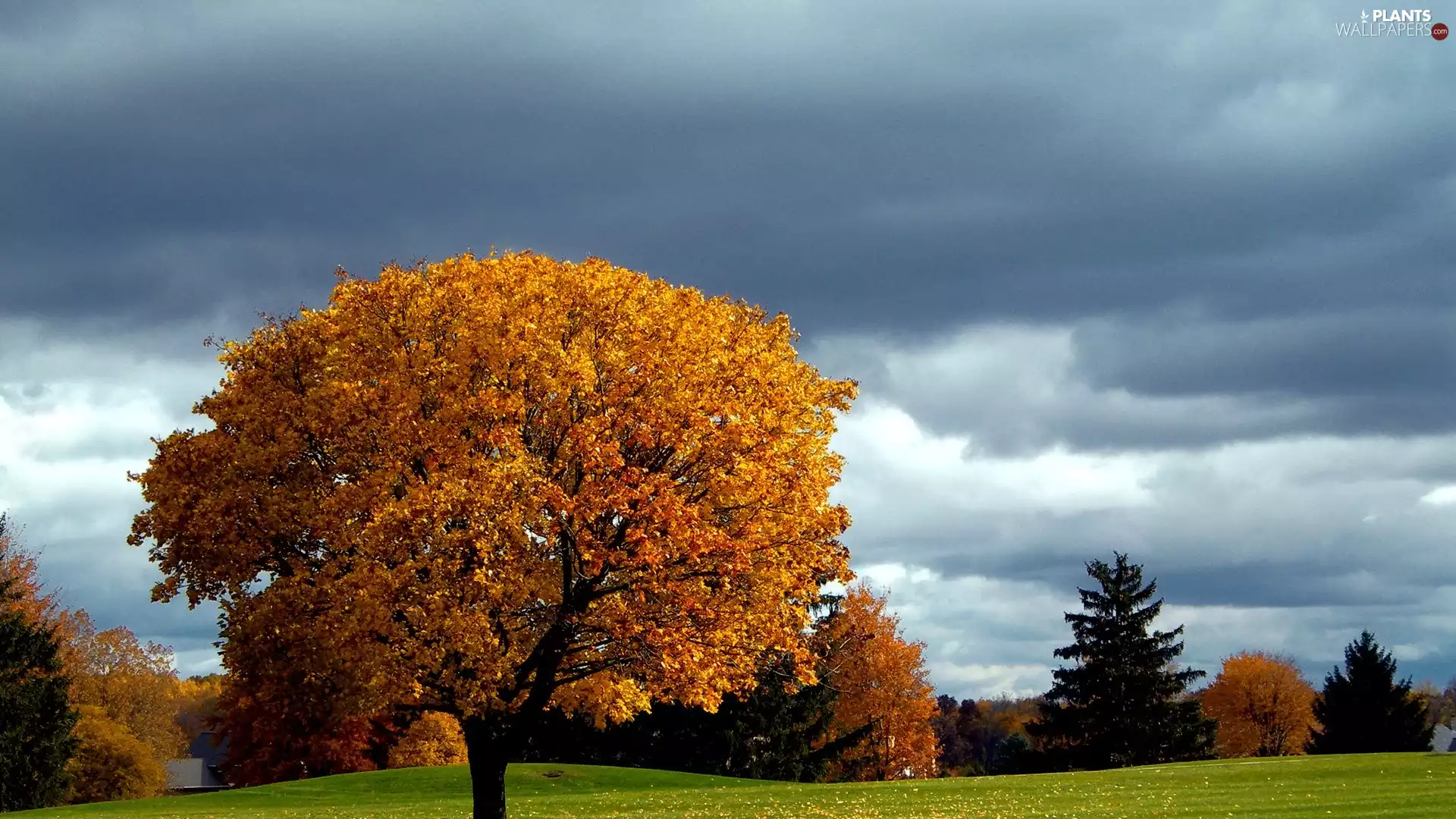 trees, Meadow, autumn, viewes