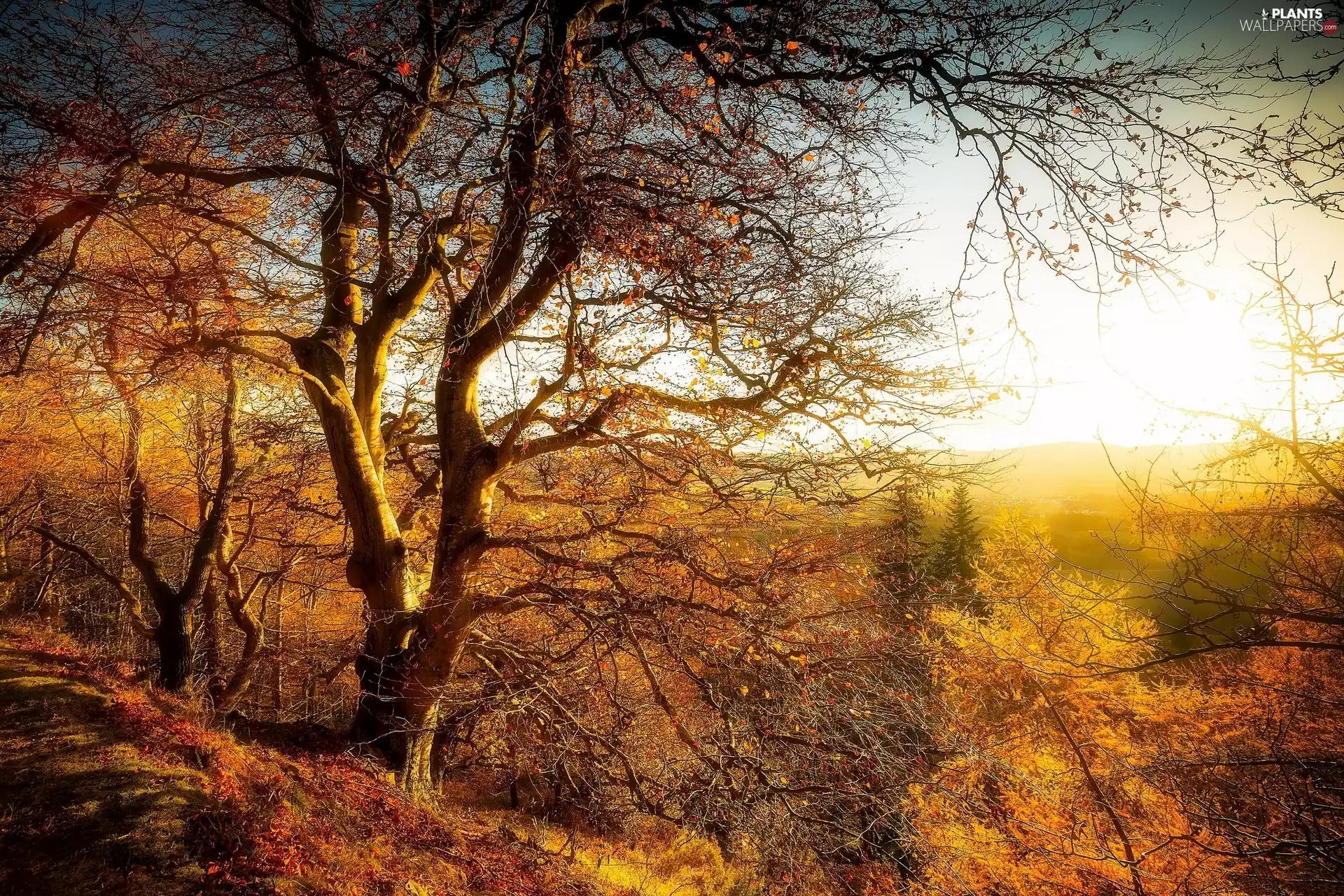 trees, trees, autumn, viewes