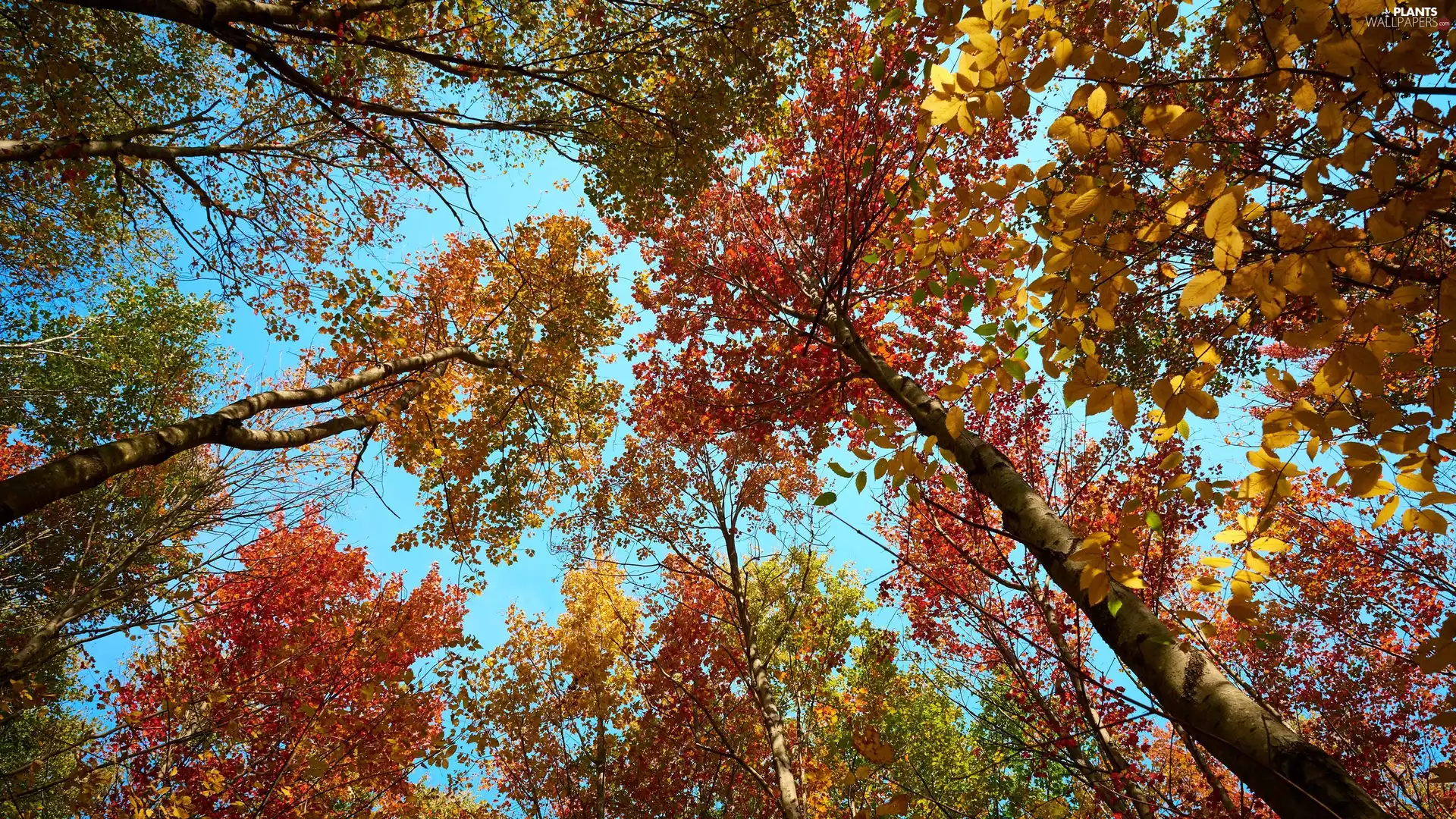 trees, vertices, autumn, viewes