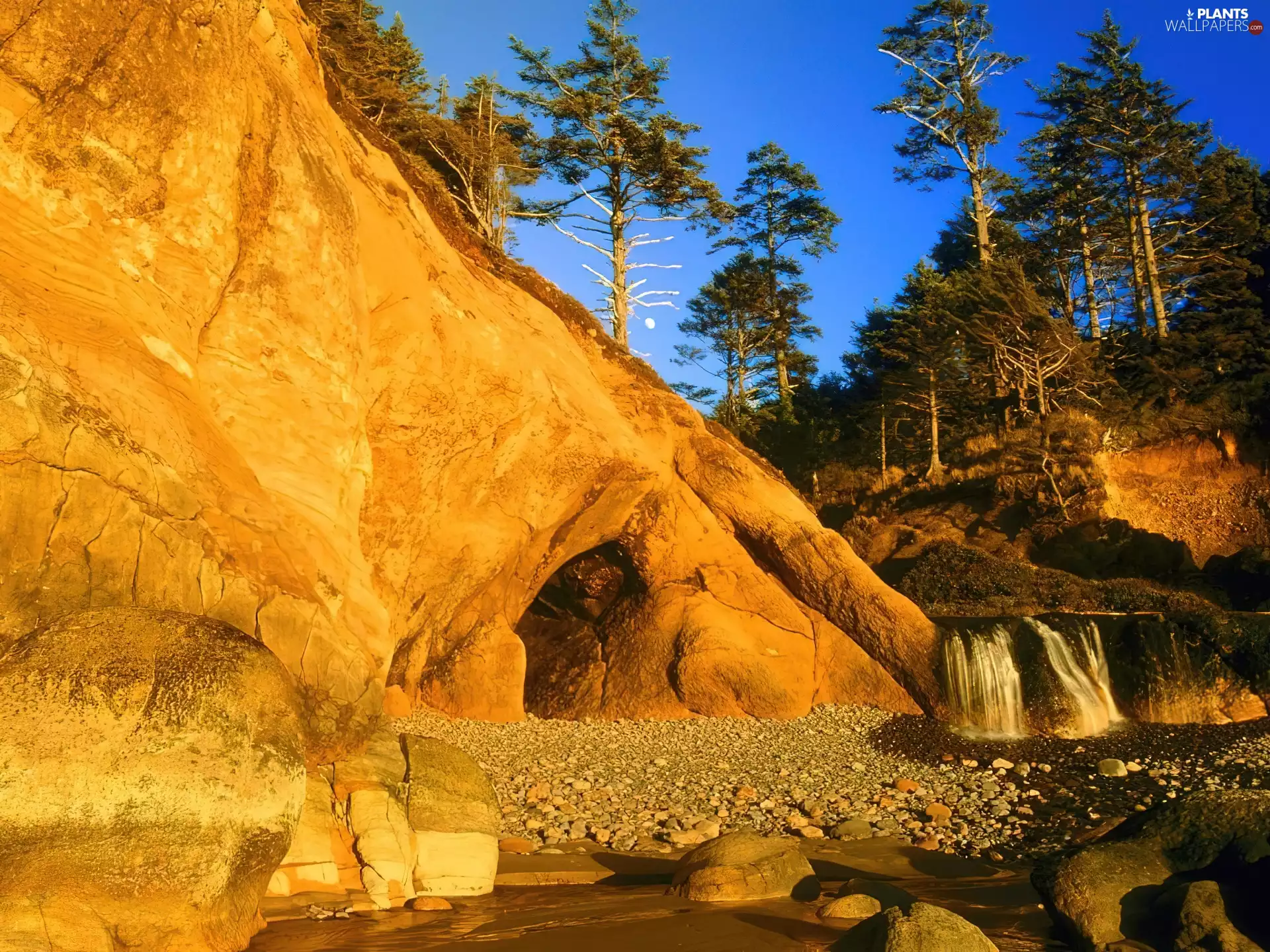 viewes, Beaches, trees