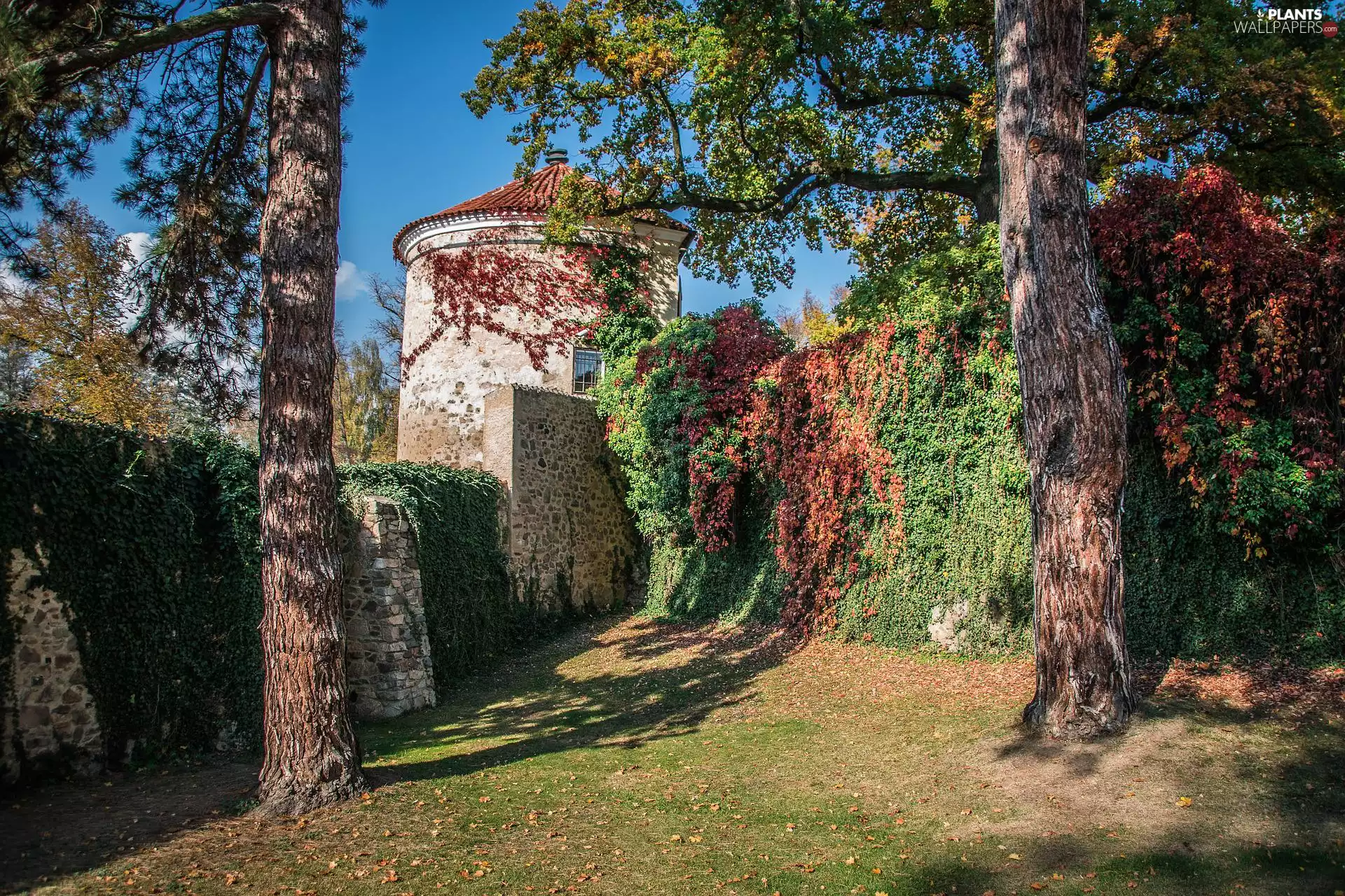 wall, Buldings, trees, viewes, Virginia Creeper, tower