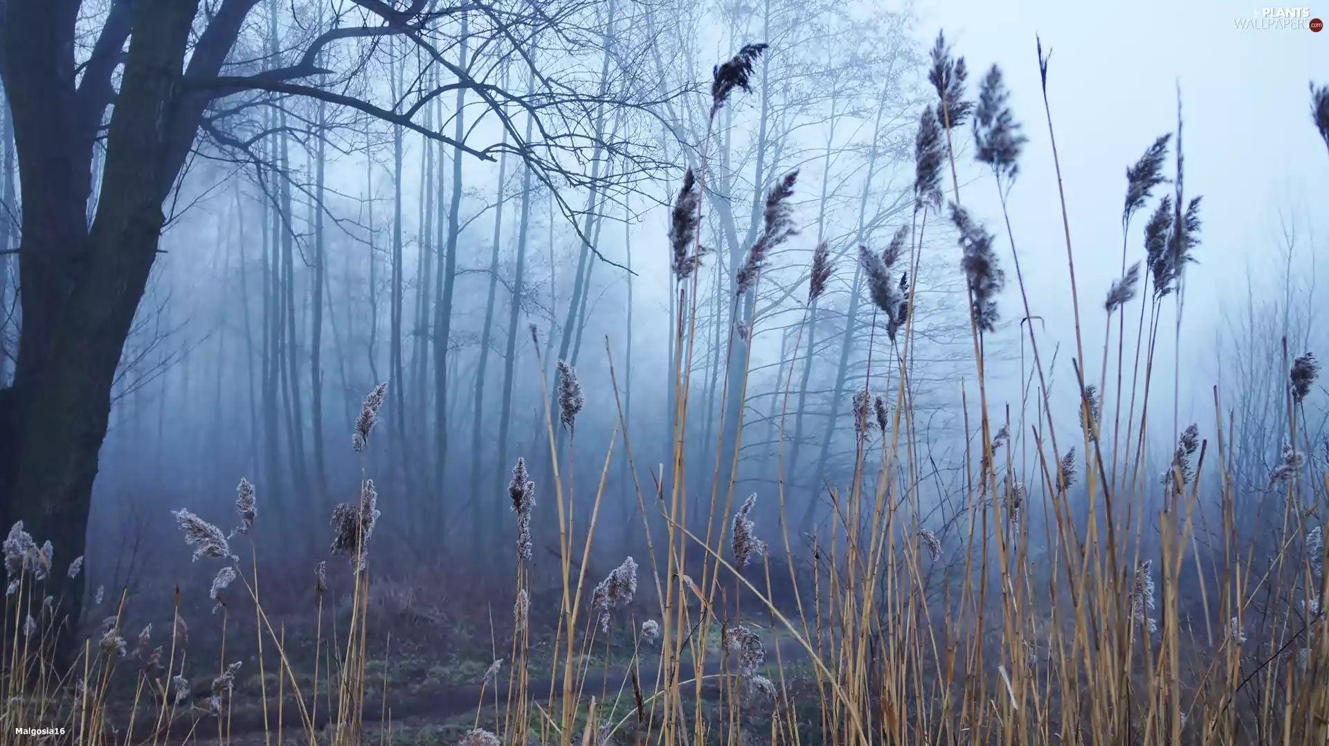 trees, Fog, Cane, viewes