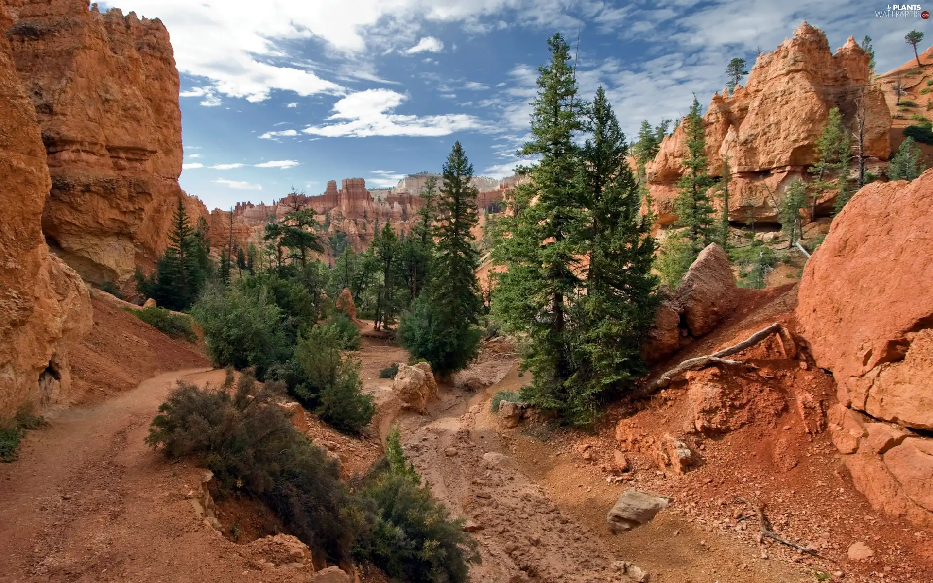 viewes, canyon, trees