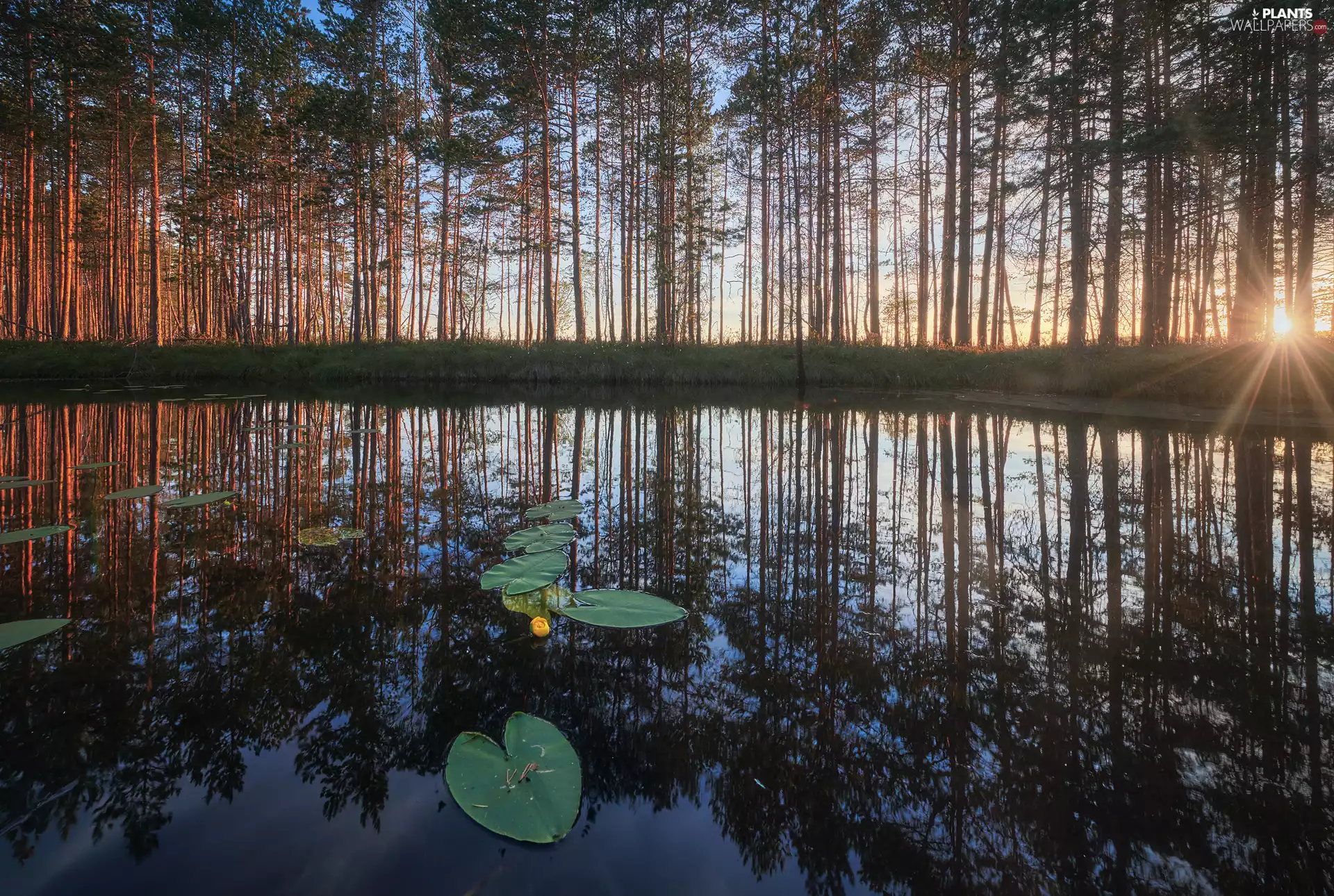 Pond - car, trees, Water lilies, Sunrise, Leaf, viewes