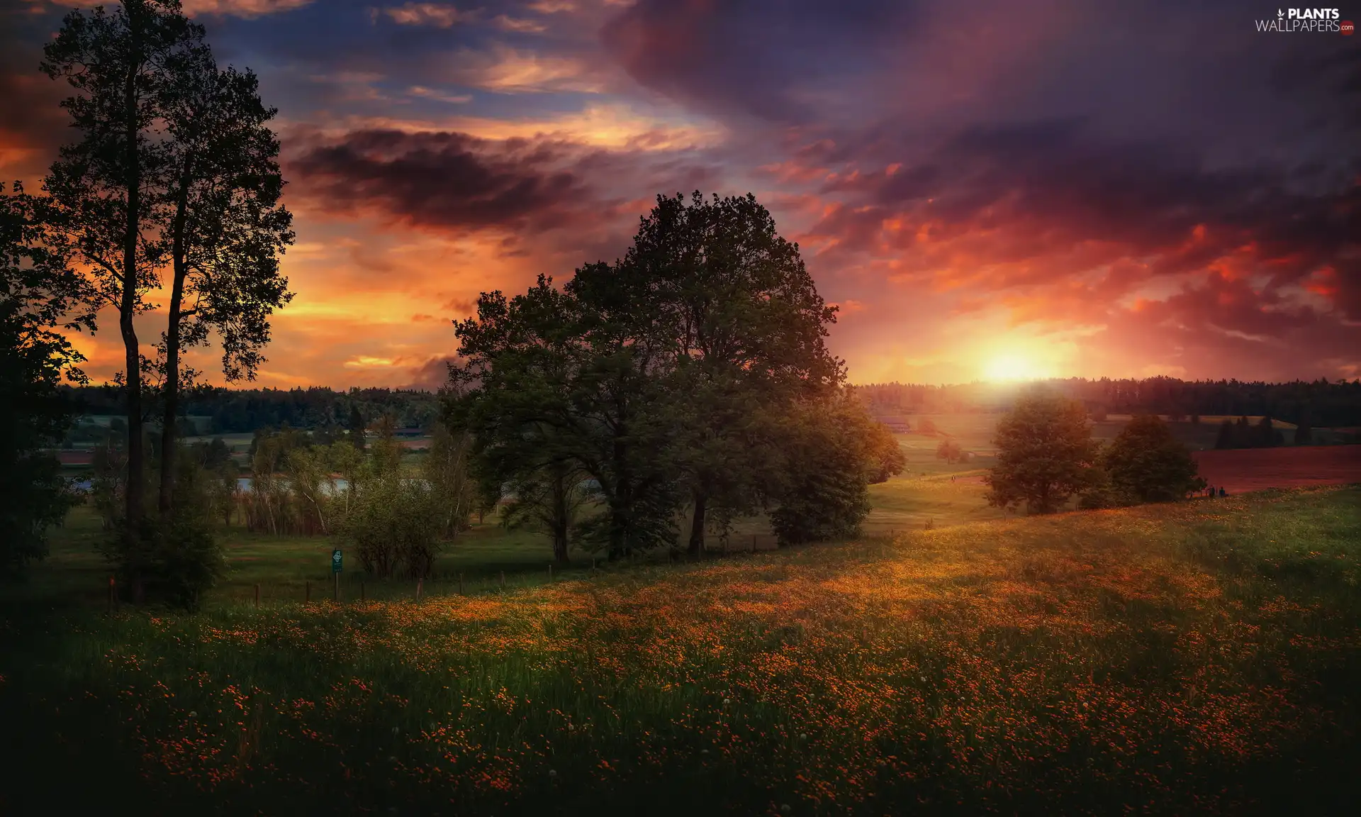 Great Sunsets, clouds, viewes, Meadow, trees