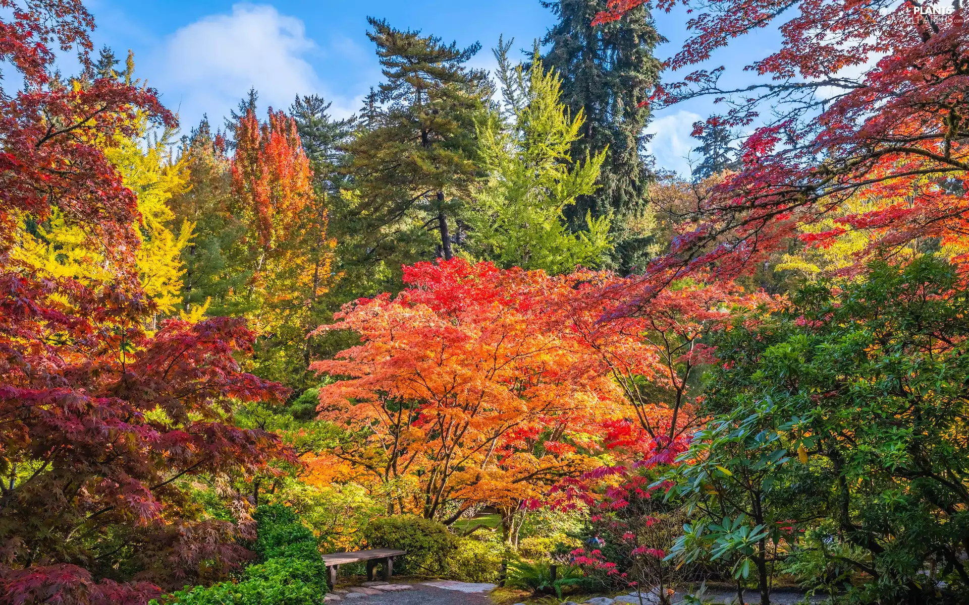 viewes, color, trees