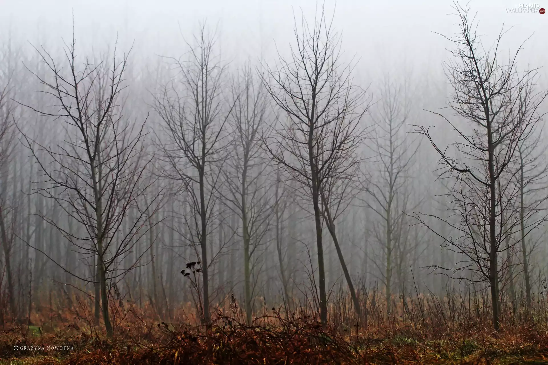 trees, Fog, coppice, viewes