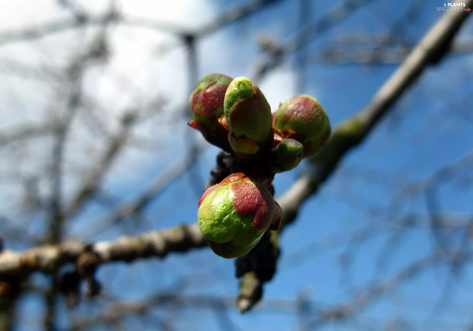 viewes, donuts, trees