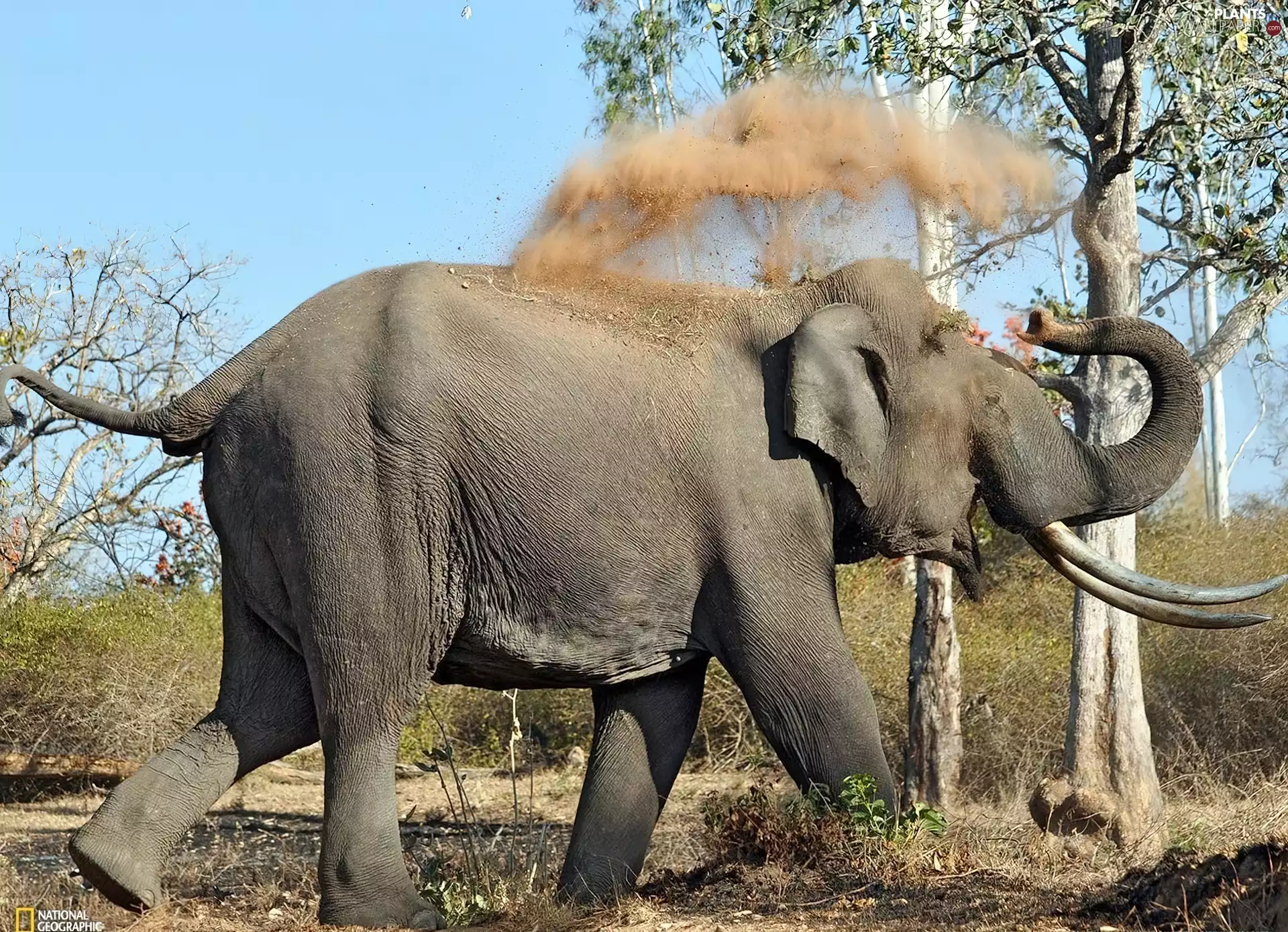viewes, Elephant, trees