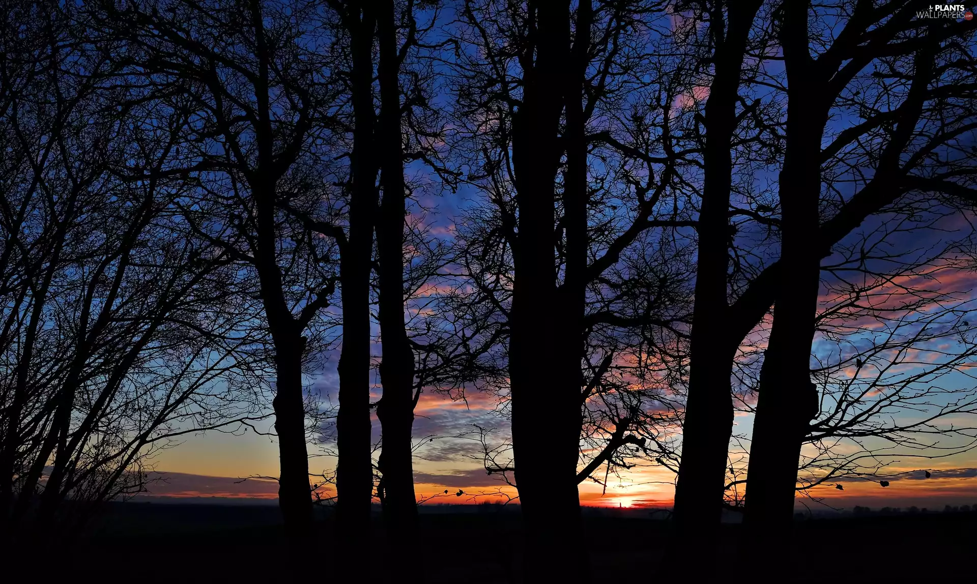 trees, clouds, evening, viewes