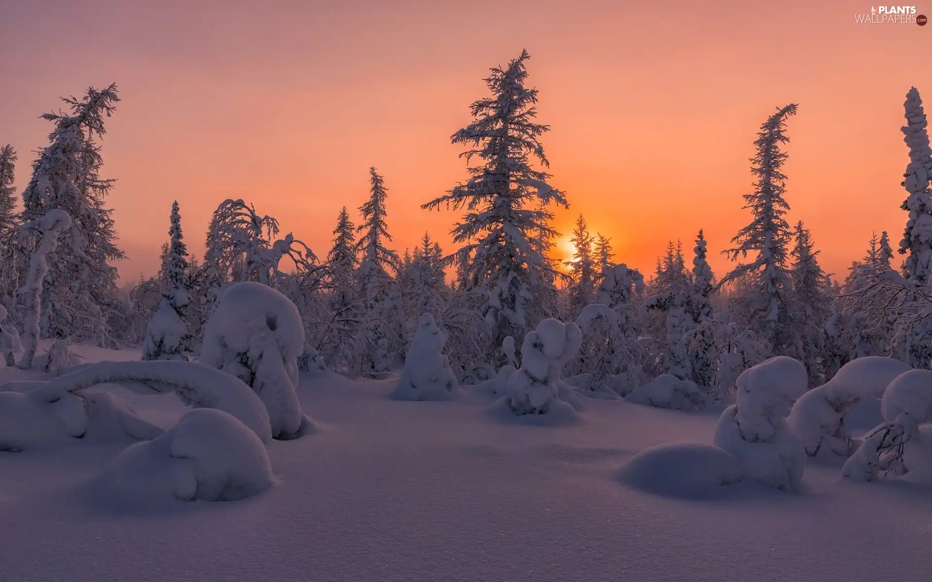 viewes, forest, Great Sunsets, snow, evening, trees, winter, drifts