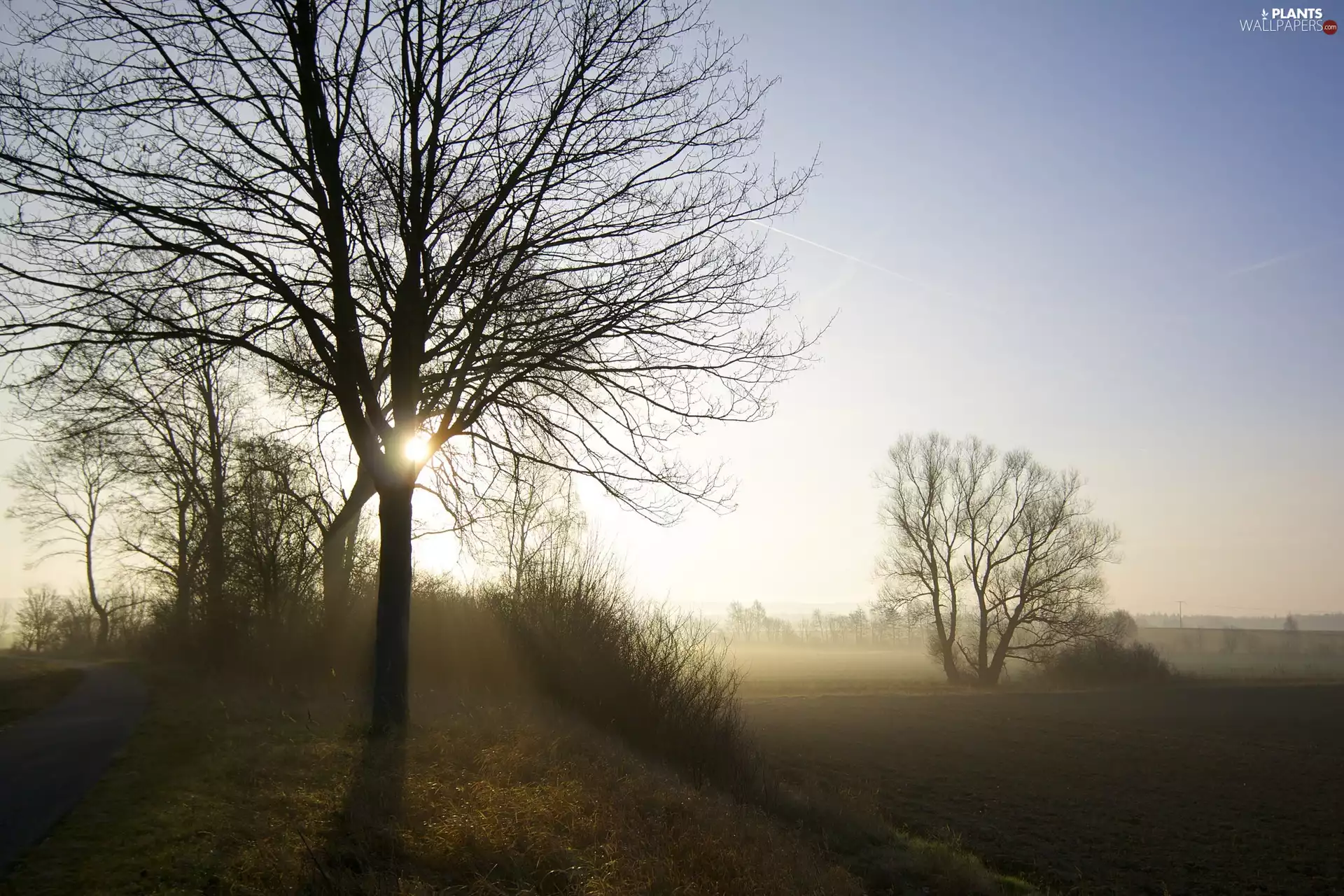 trees, Fog, Field, viewes