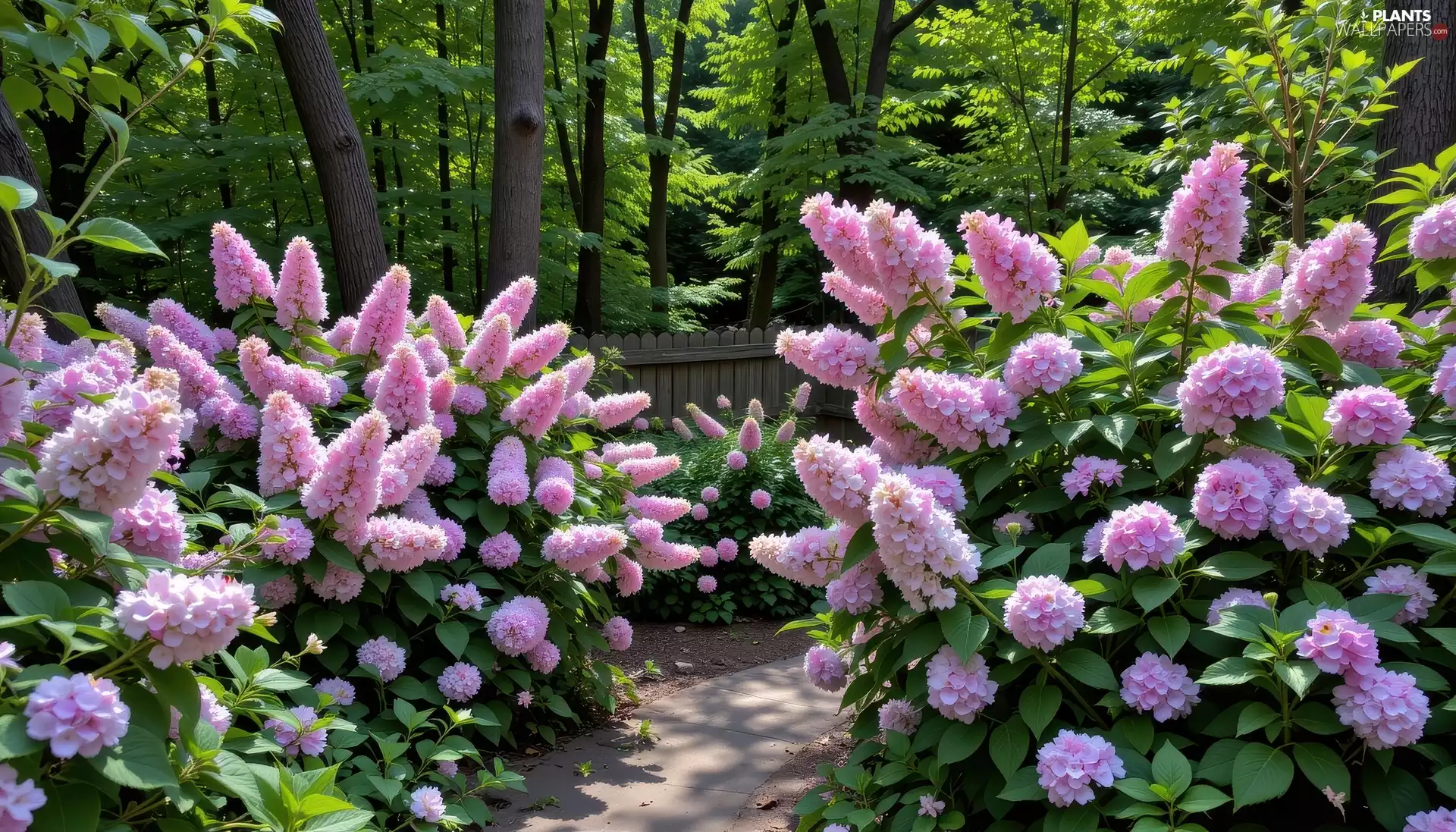 Flowers, flourishing, trees, viewes, Bush, Light Purple