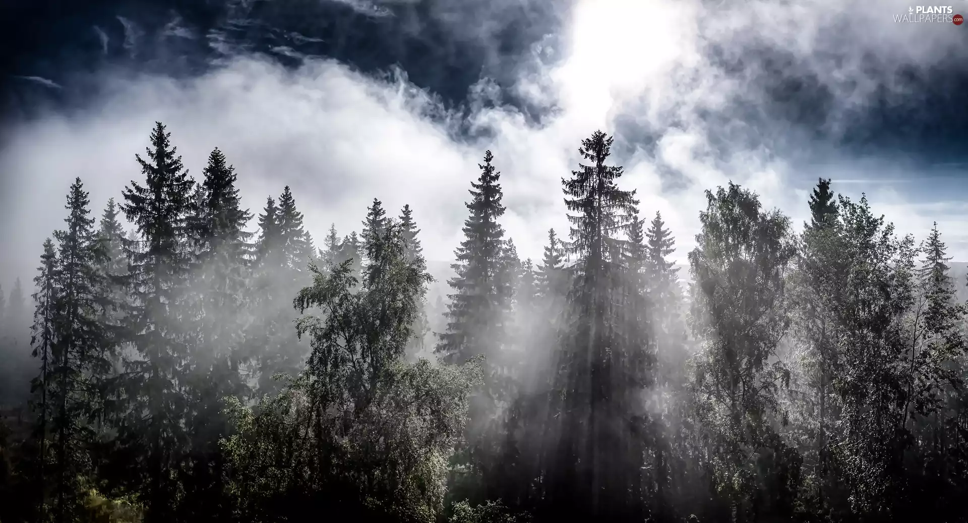 trees, forest, Fog, viewes