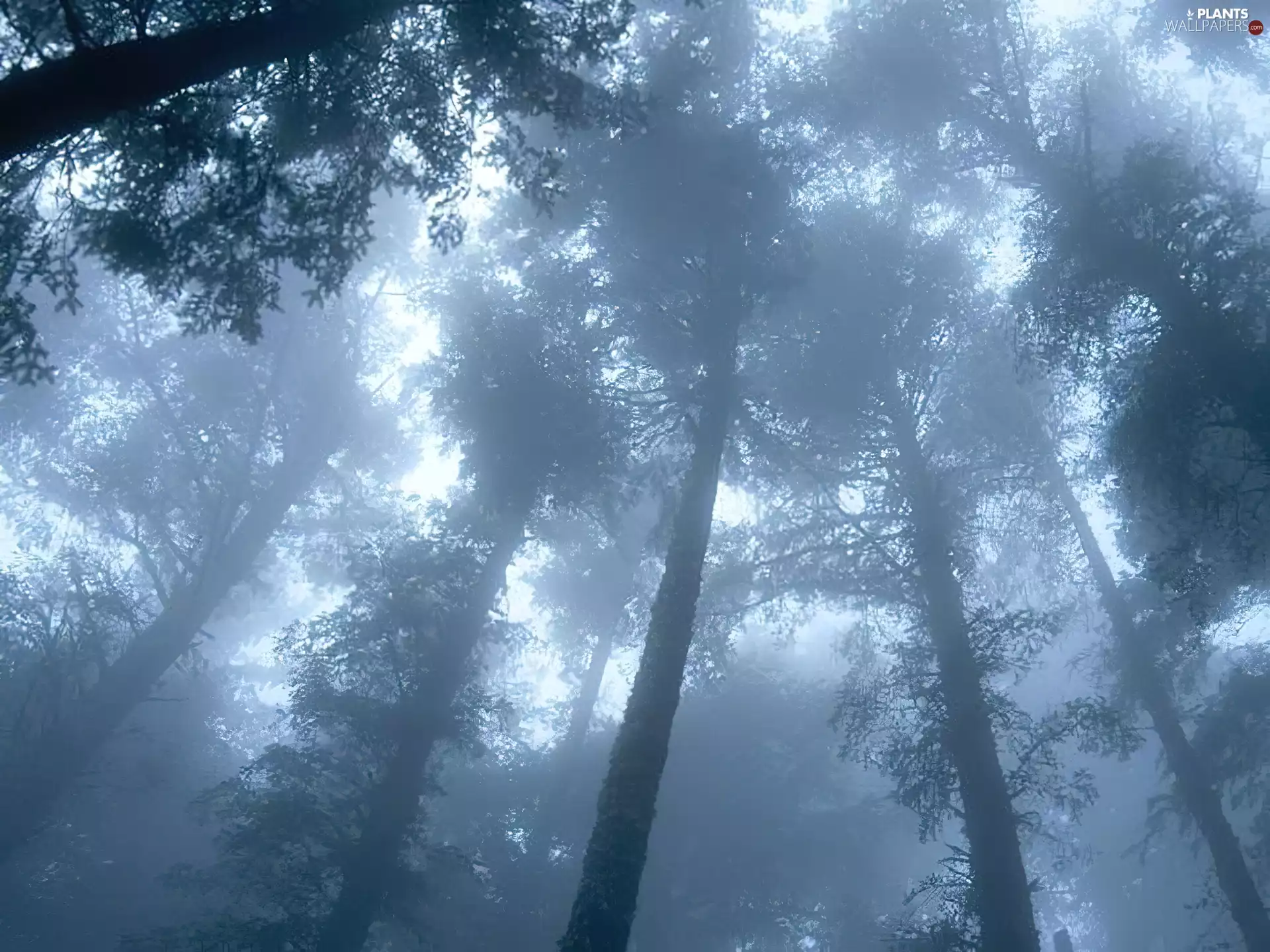 trees, forest, Fog, viewes