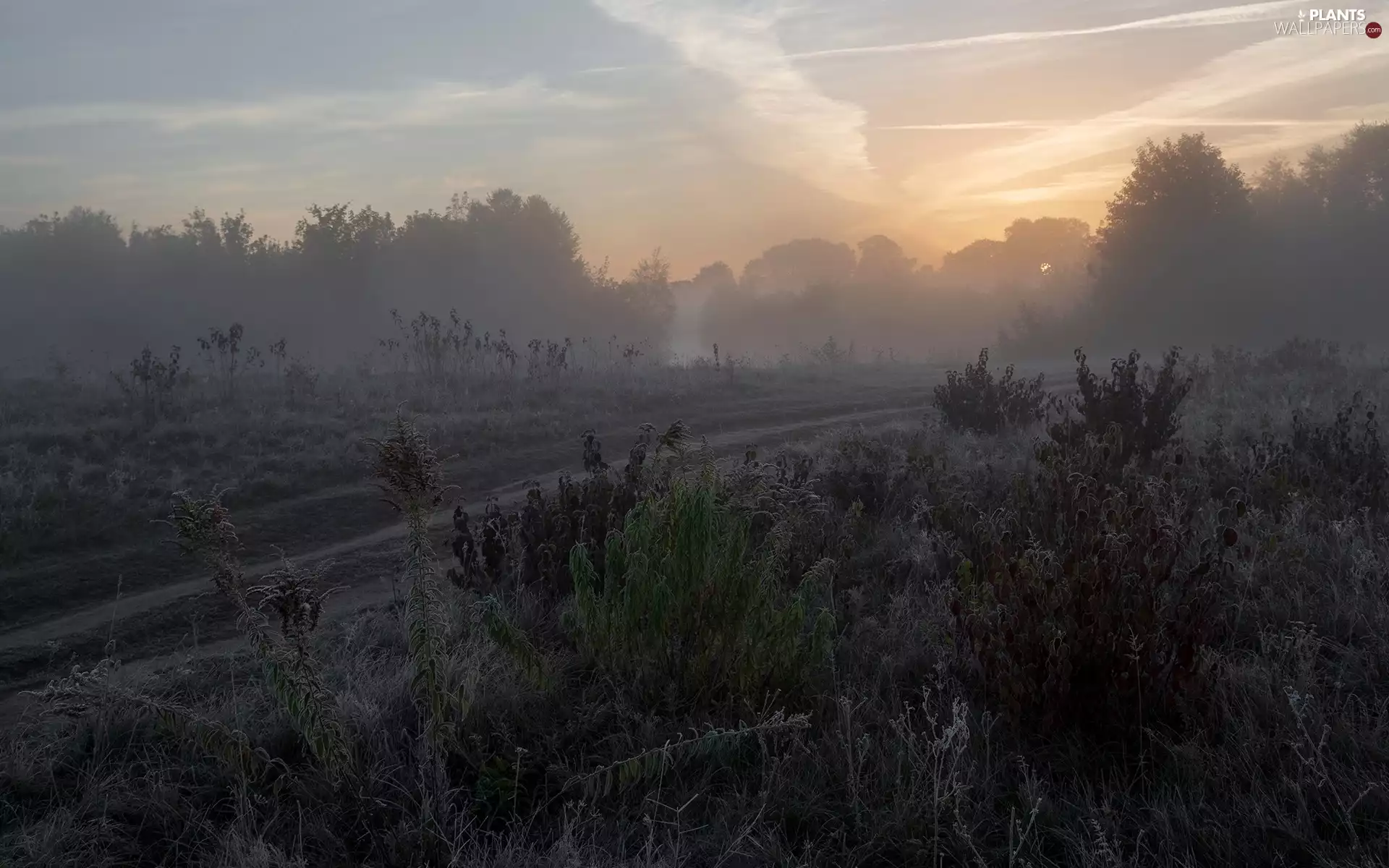 Plants, Fog, trees, Way, morning, White frost, viewes