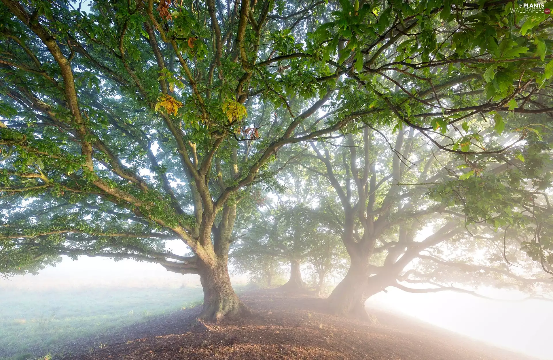 trees, oaks, Fog, viewes