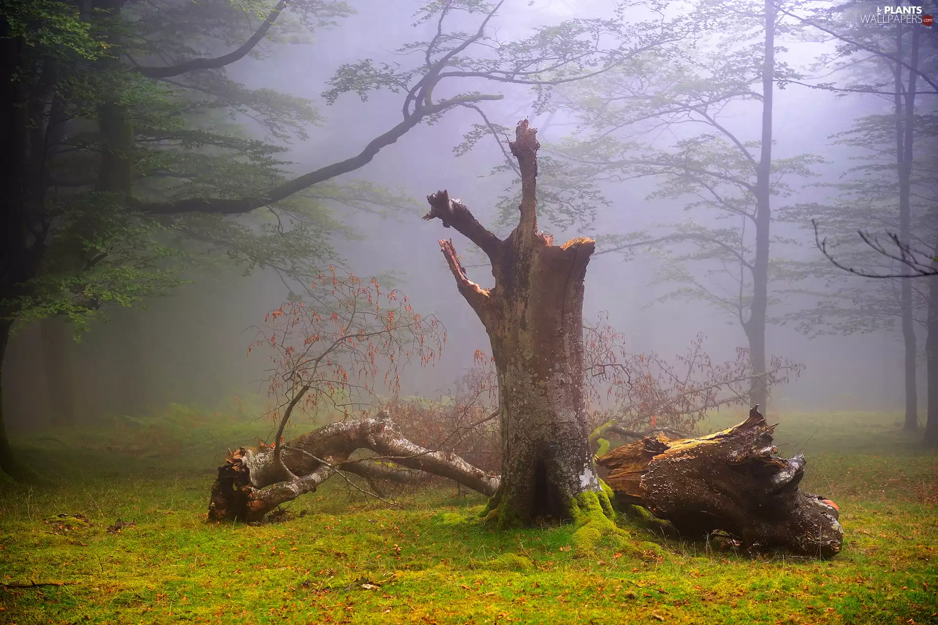 trees, trunk, Fog, viewes