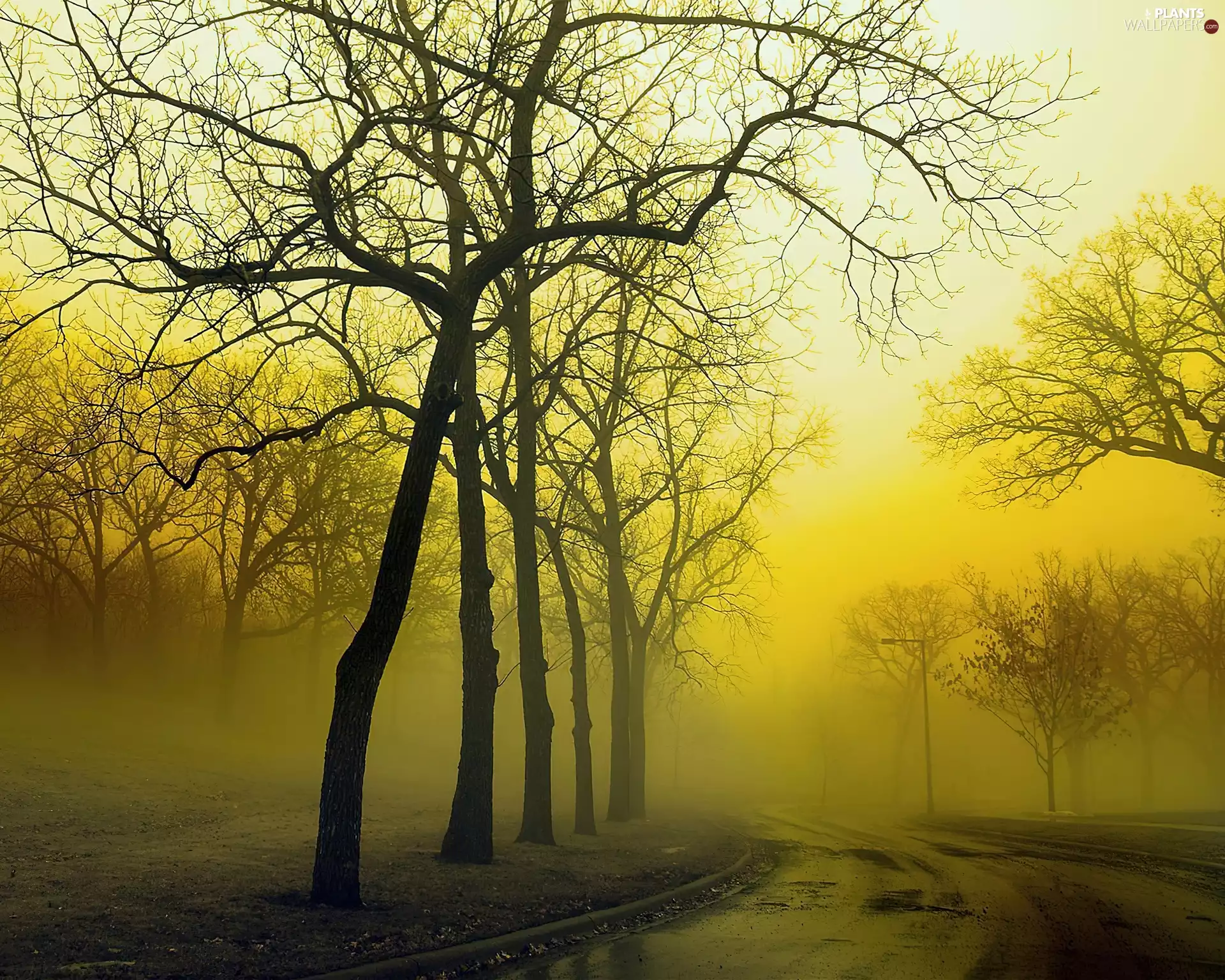 trees, Way, Fog, viewes