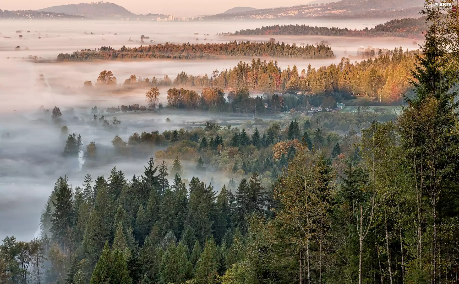 trees, woods, Fog, viewes