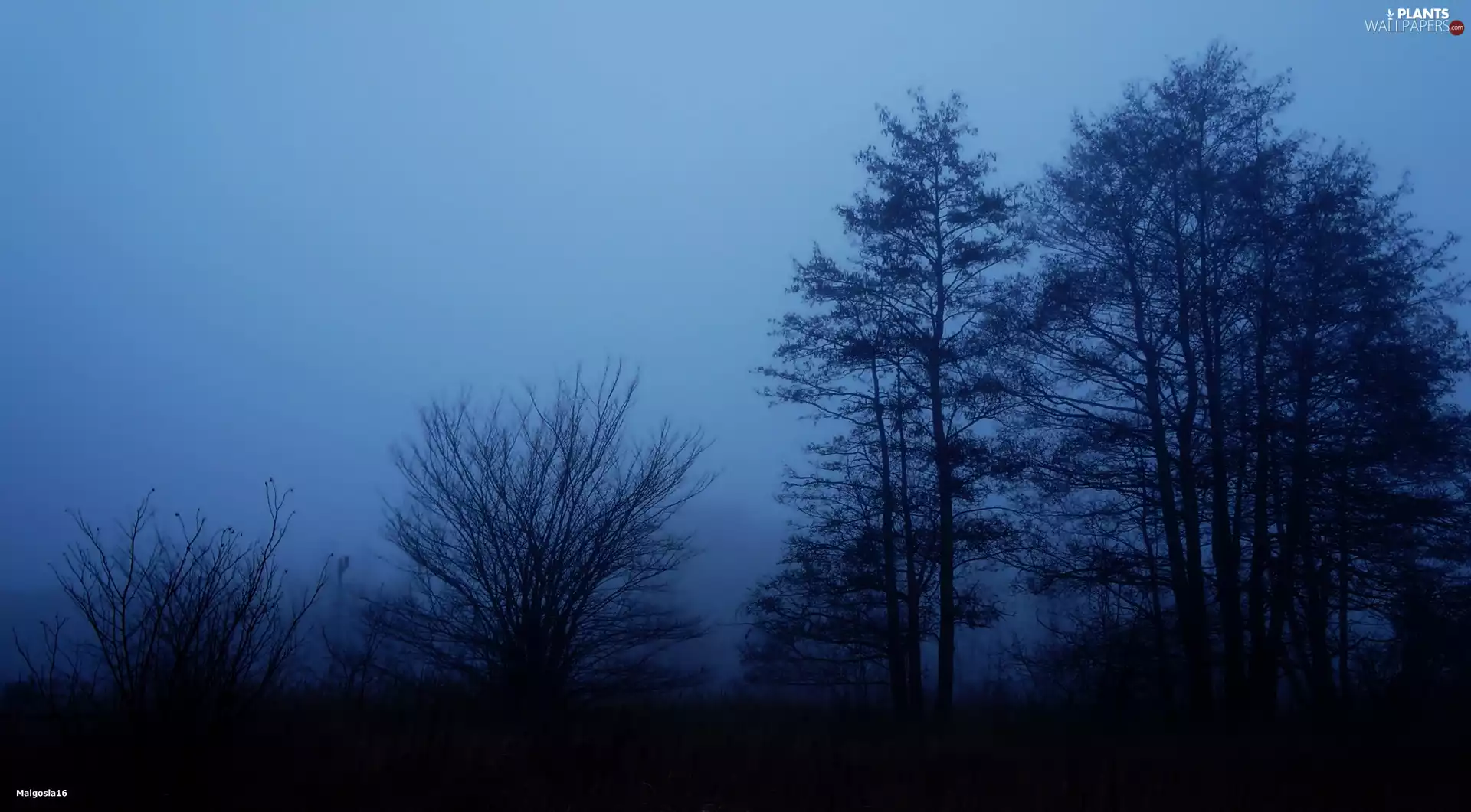 viewes, Fog, trees