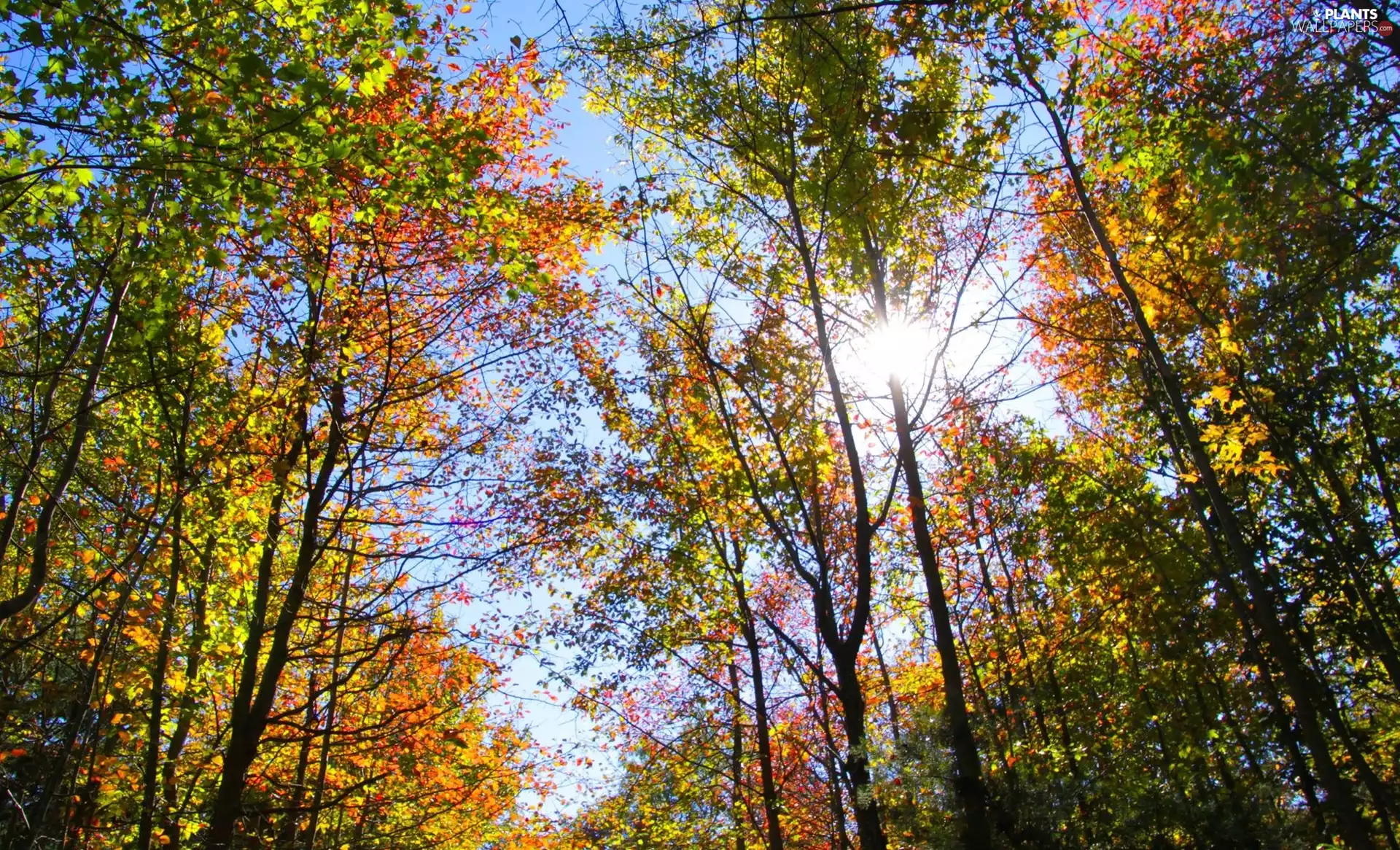 viewes, forest, trees
