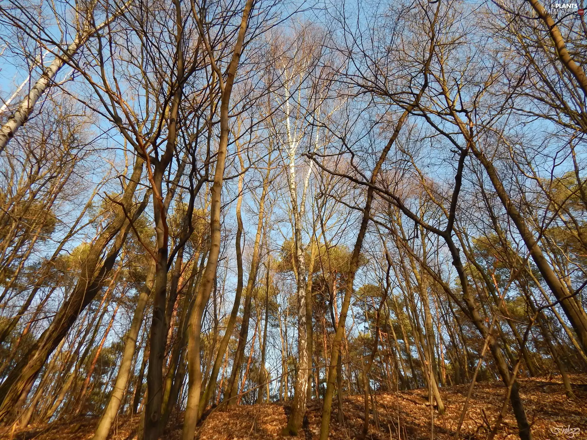 viewes, forest, trees