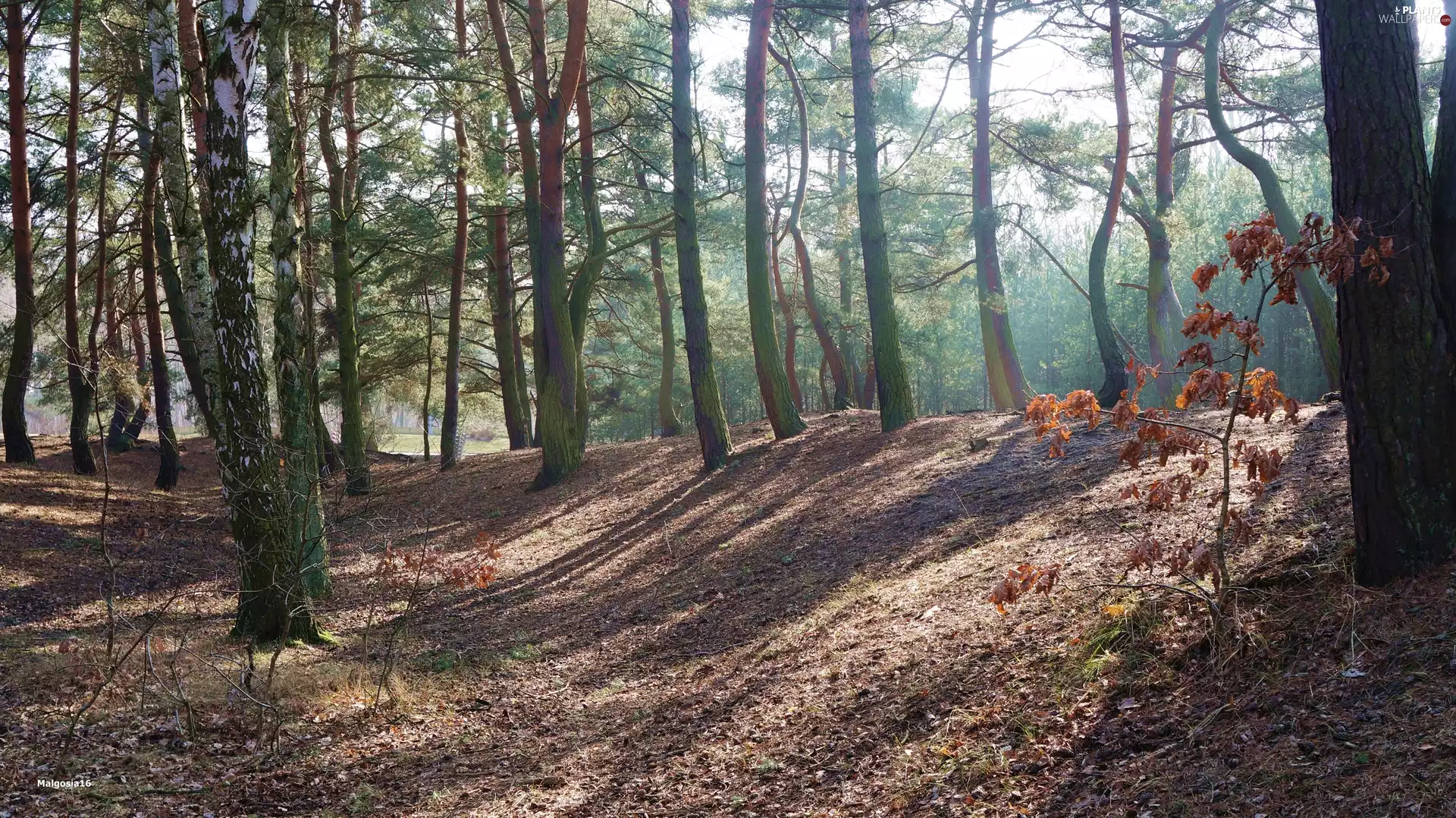 viewes, forest, trees