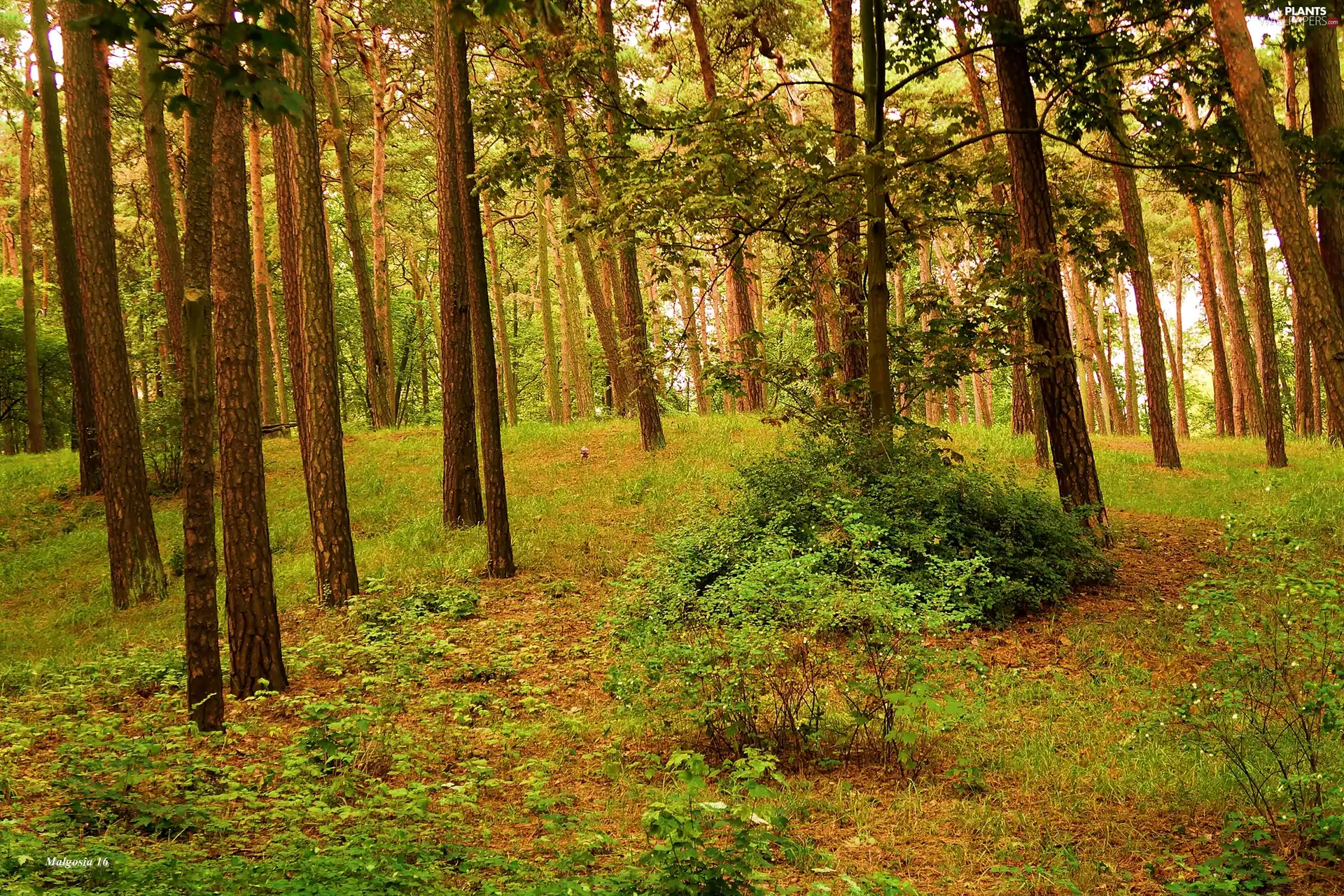 viewes, forest, trees