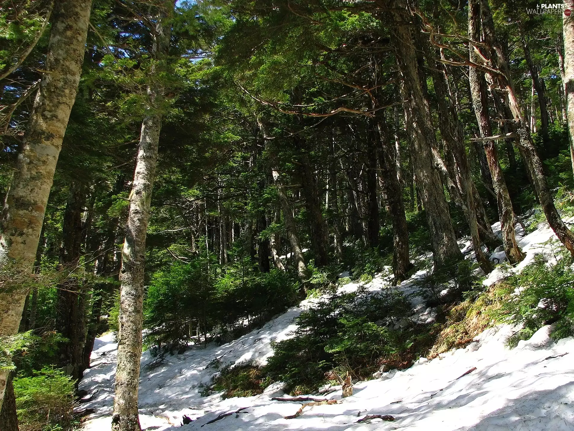 viewes, forest, trees