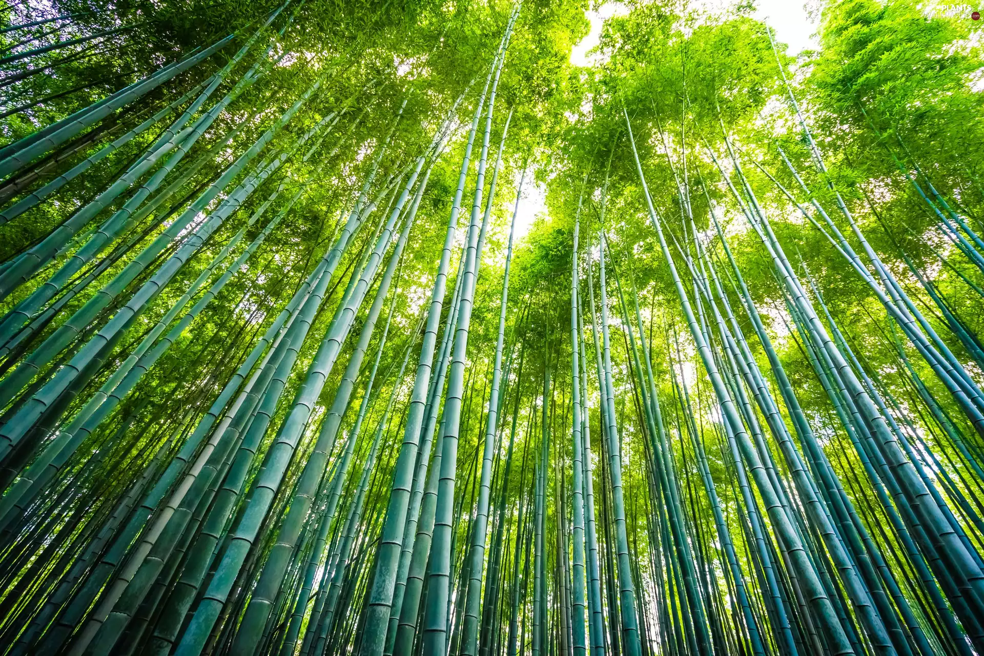 trees, bamboos, forest, viewes