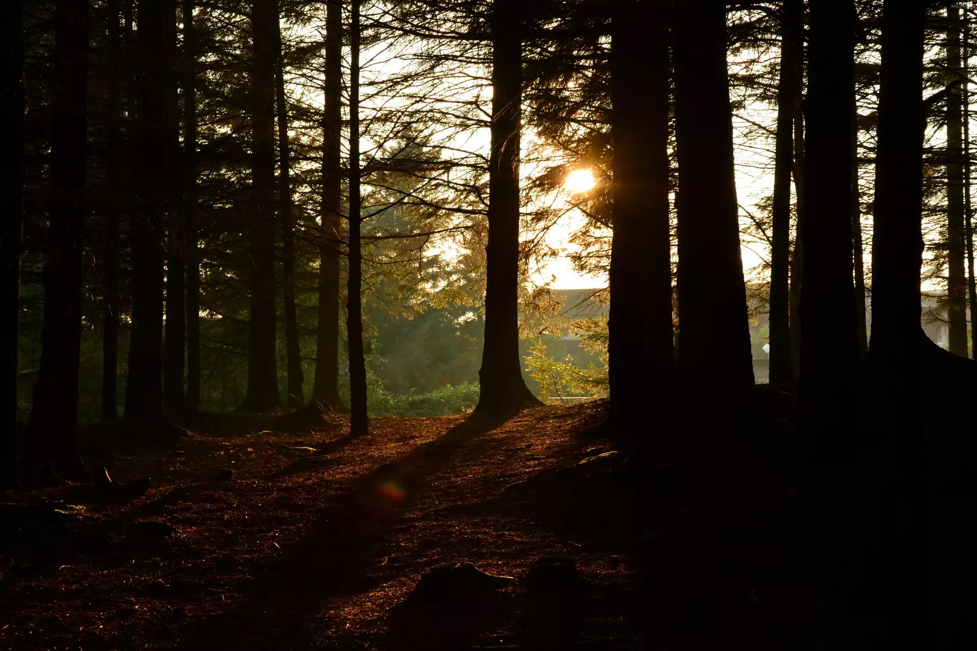 viewes, forest, trees