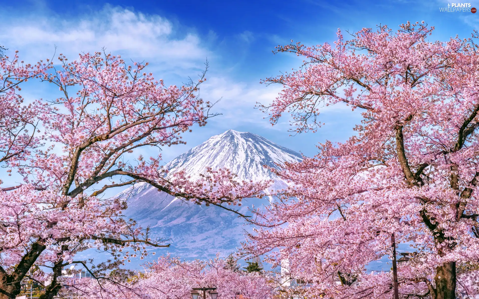 viewes, Flowers, Japan, Pink, Mount Fuji, trees, Spring, cherry