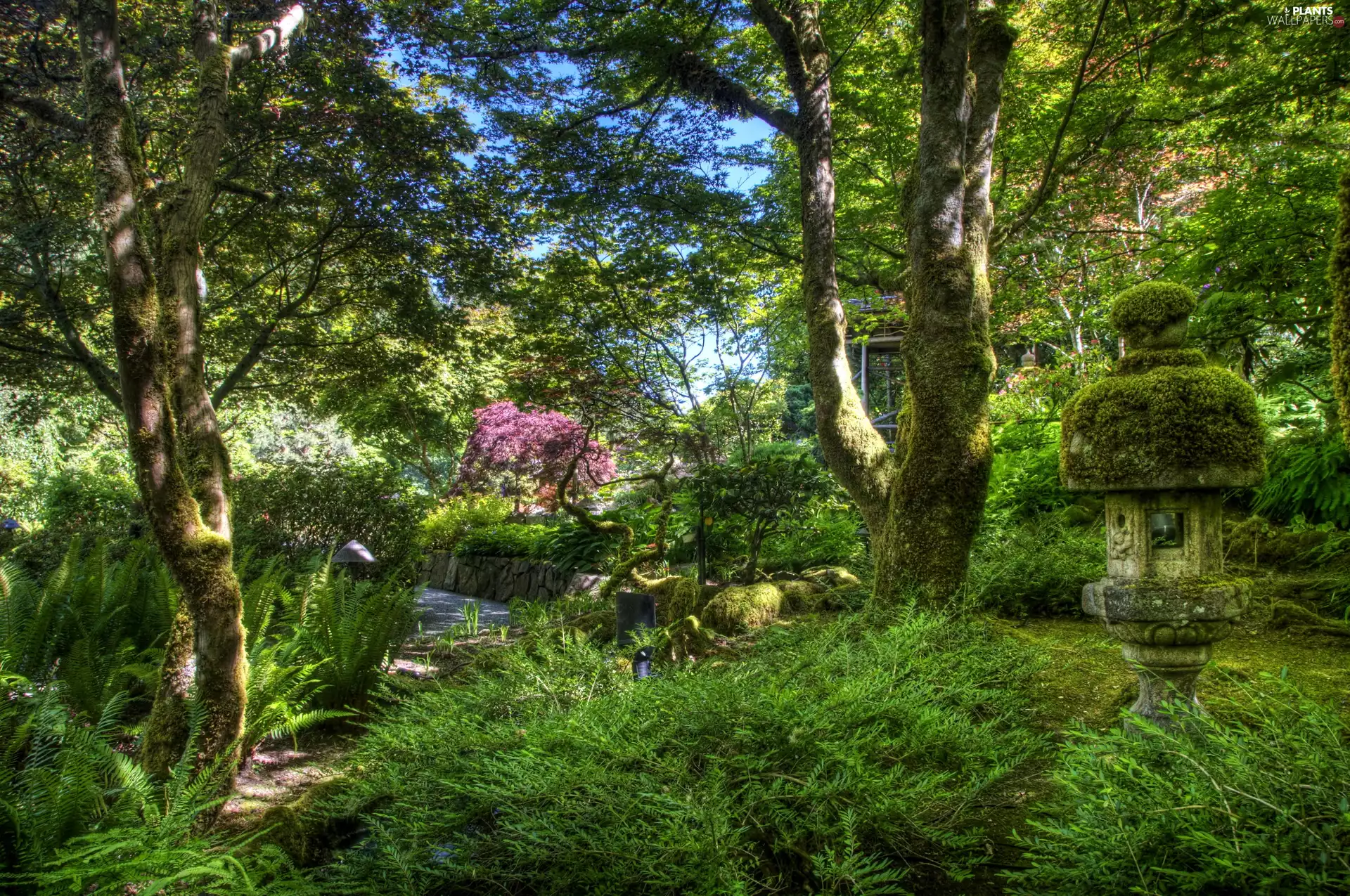 viewes, Garden, trees