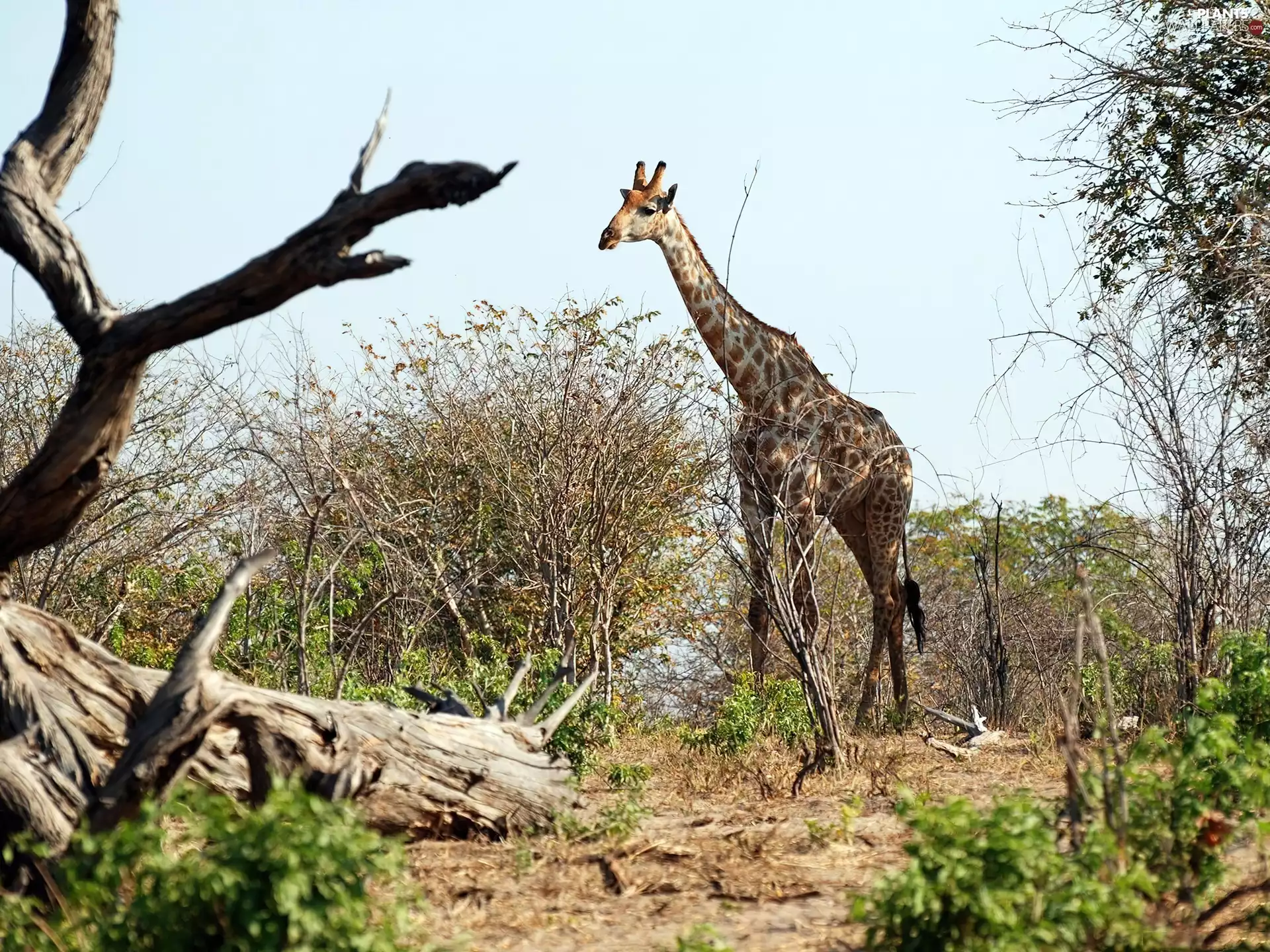 viewes, giraffe, trees