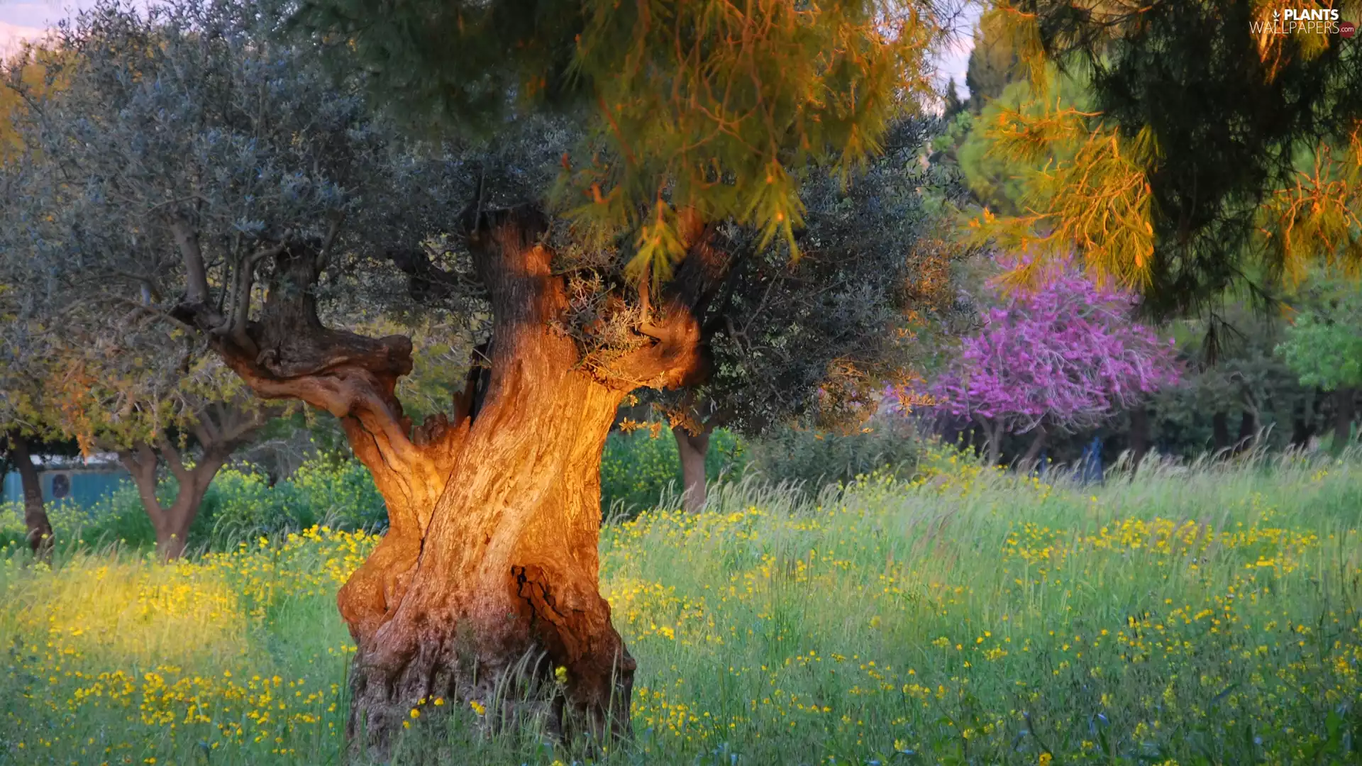 trees, Flowers, grass, viewes
