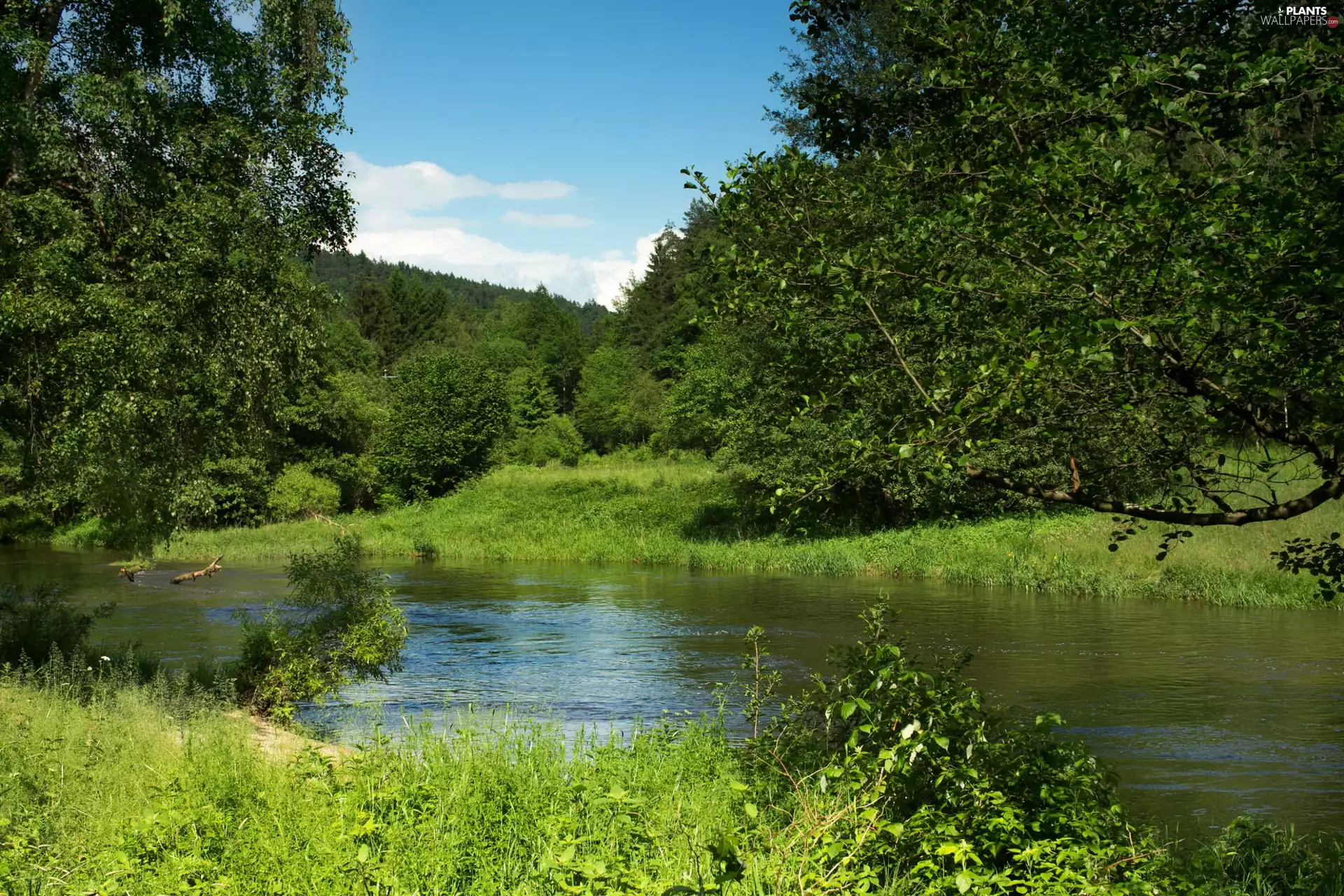 trees, River, grass, viewes