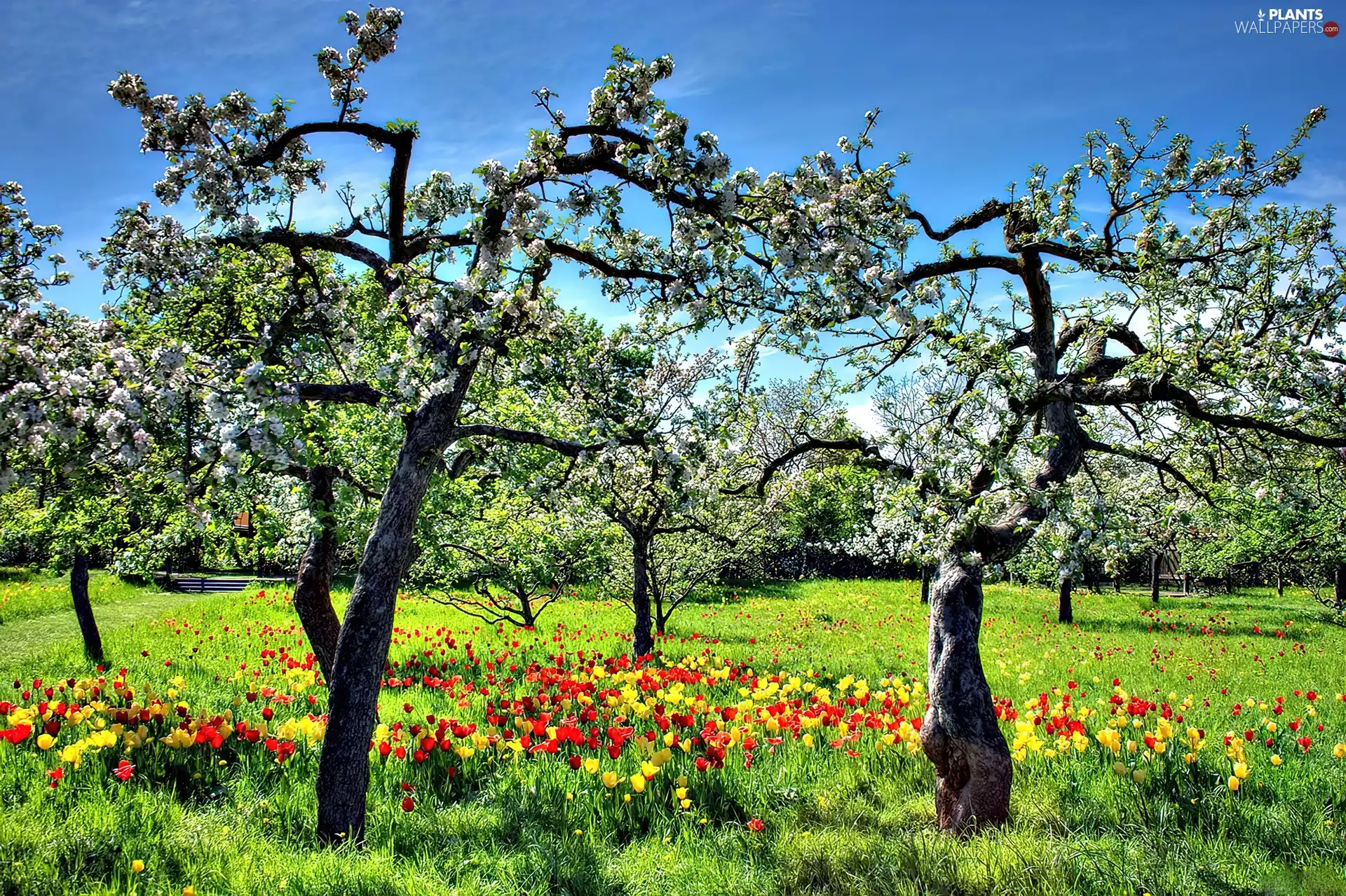 trees, Tulips, grass, viewes