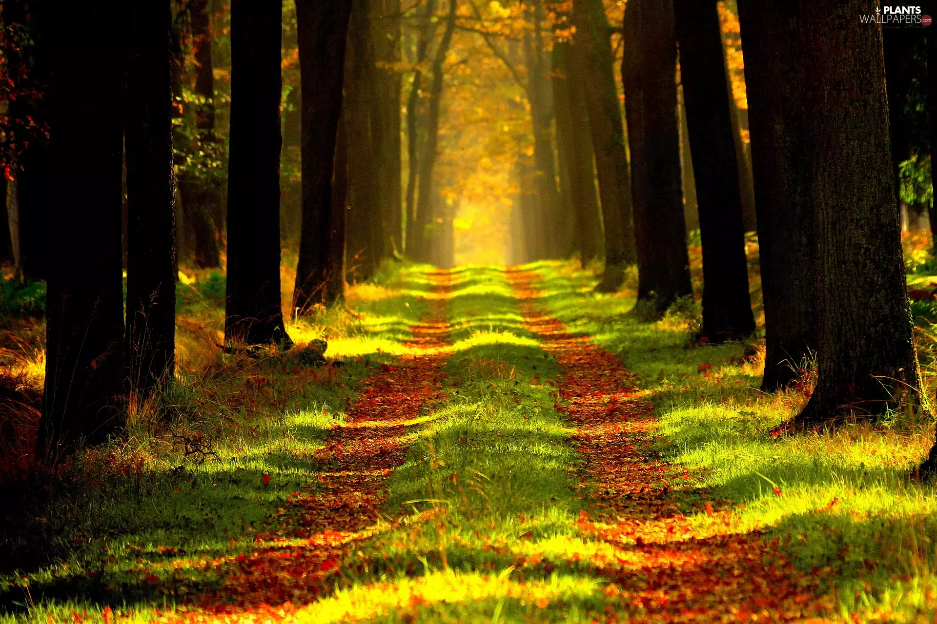 trees, Way, grass, viewes