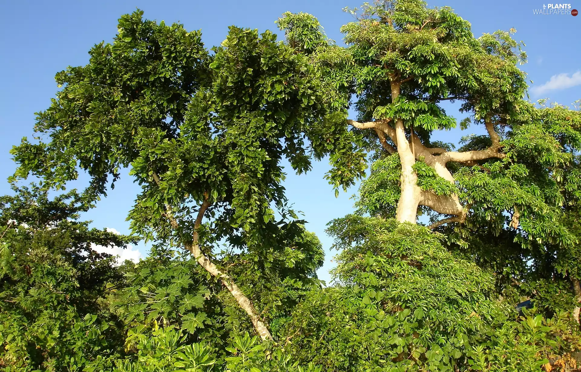 trees, forest, green, viewes