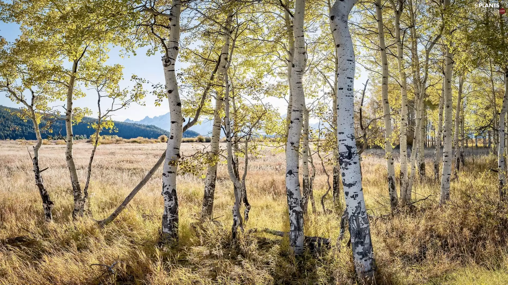 grass, The Hills, viewes, birch, trees