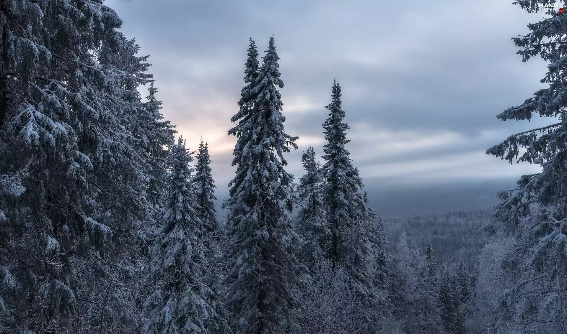 viewes, Spruces, clouds, Mountains, The Hills, trees, winter, Fog