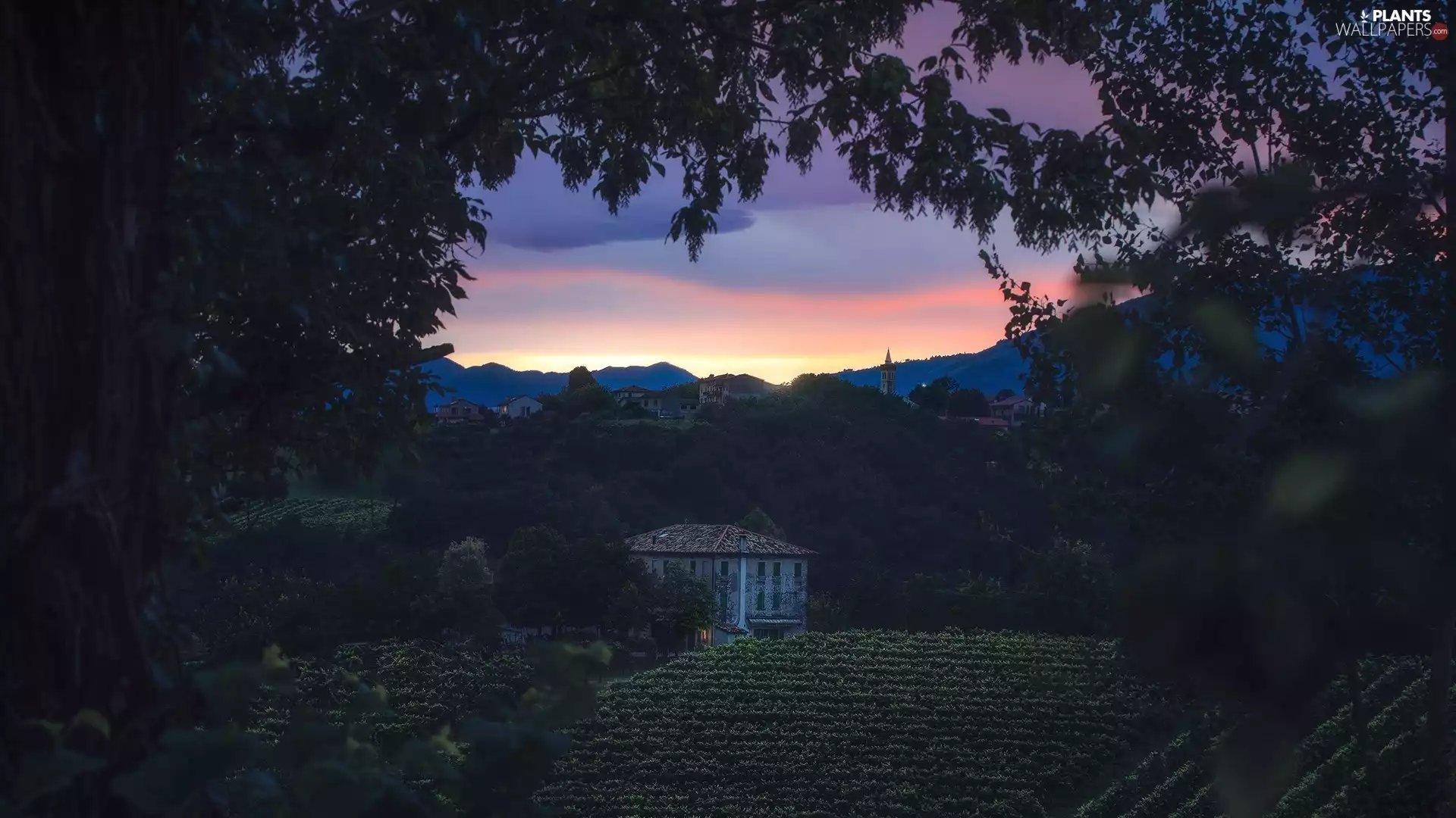 vineyards, The Hills, viewes, house, trees