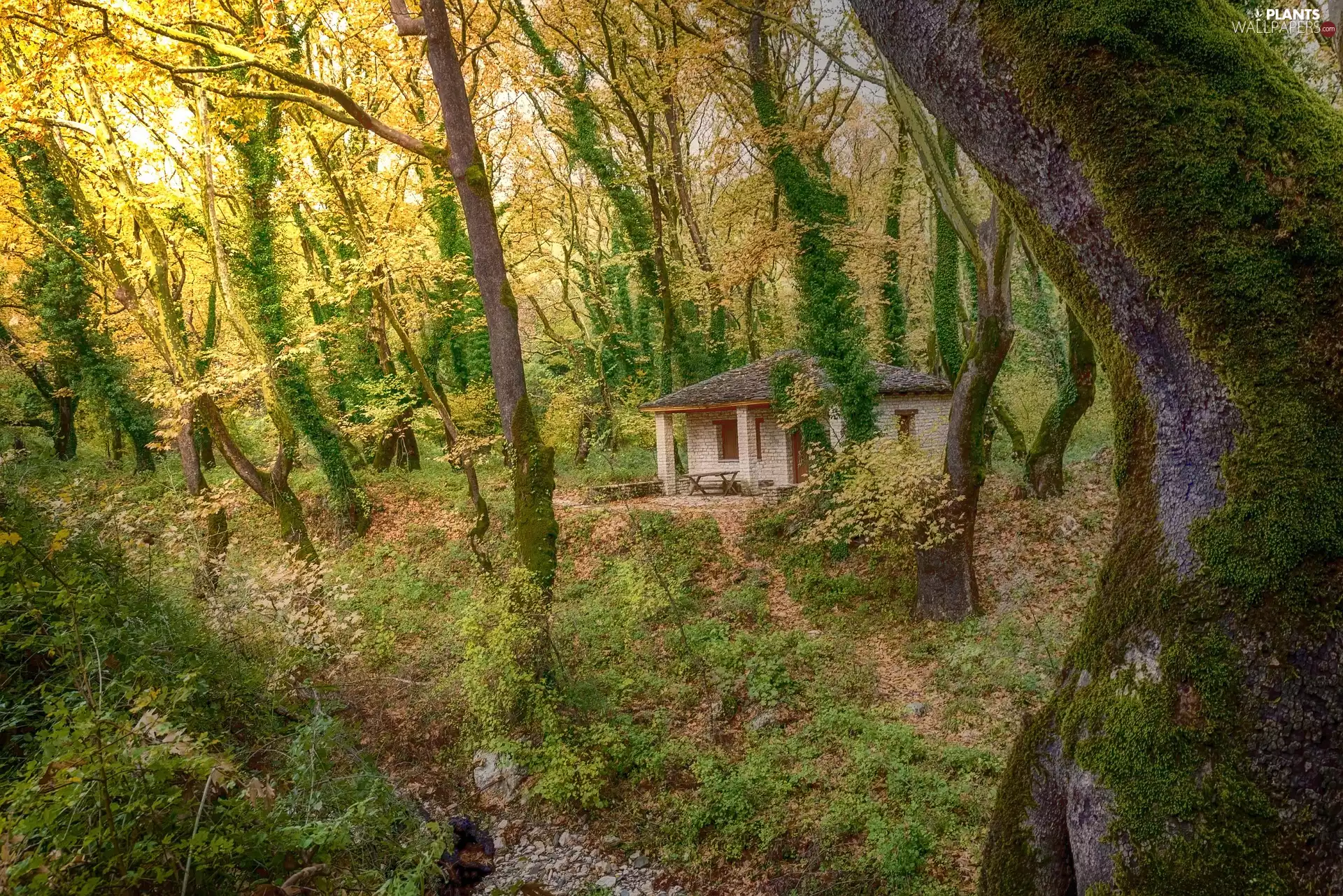 trees, forest, Home, viewes