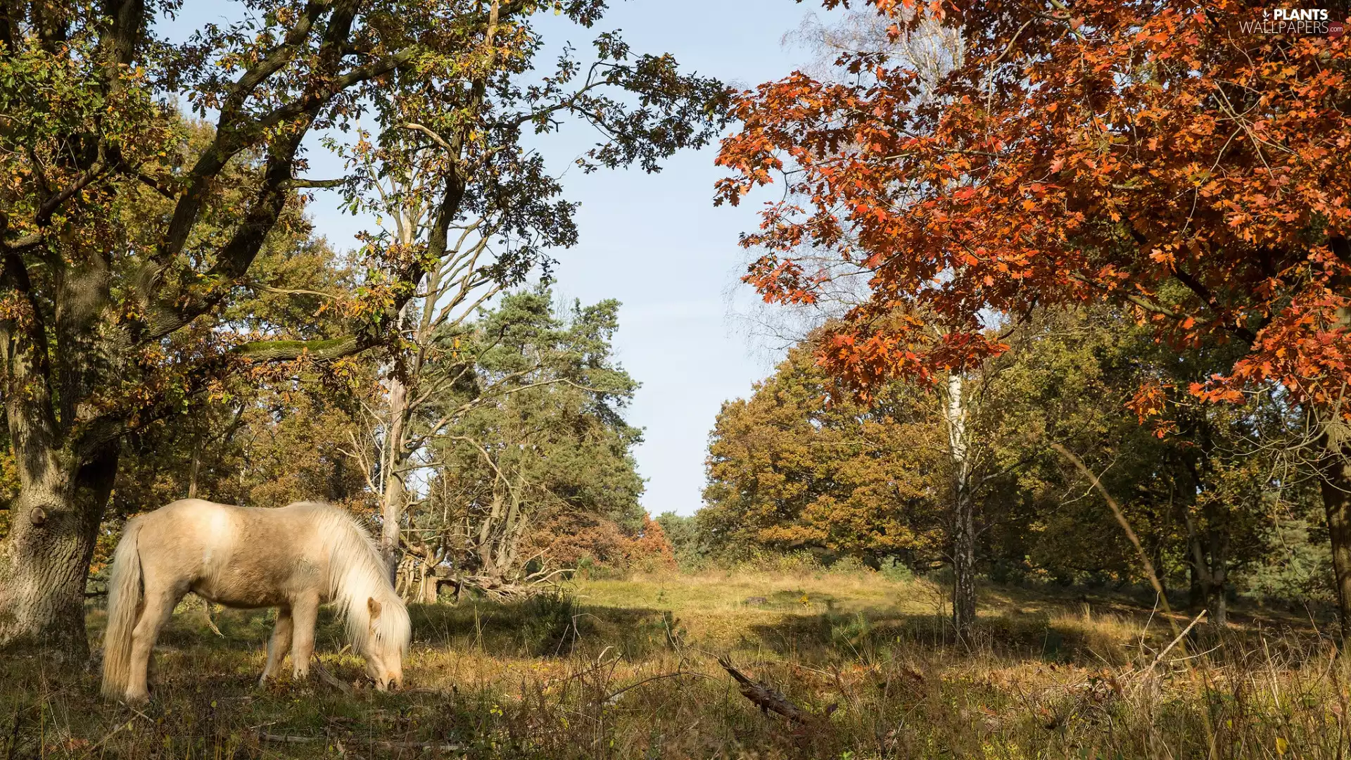trees, White, Horse, viewes