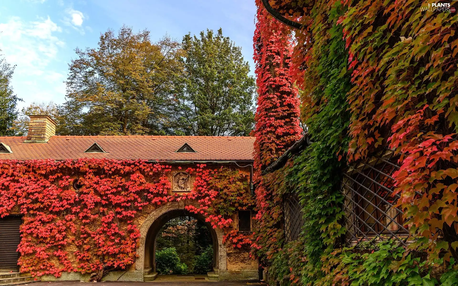 Leaf, house, trees, viewes, Virginia Creeper, autumn