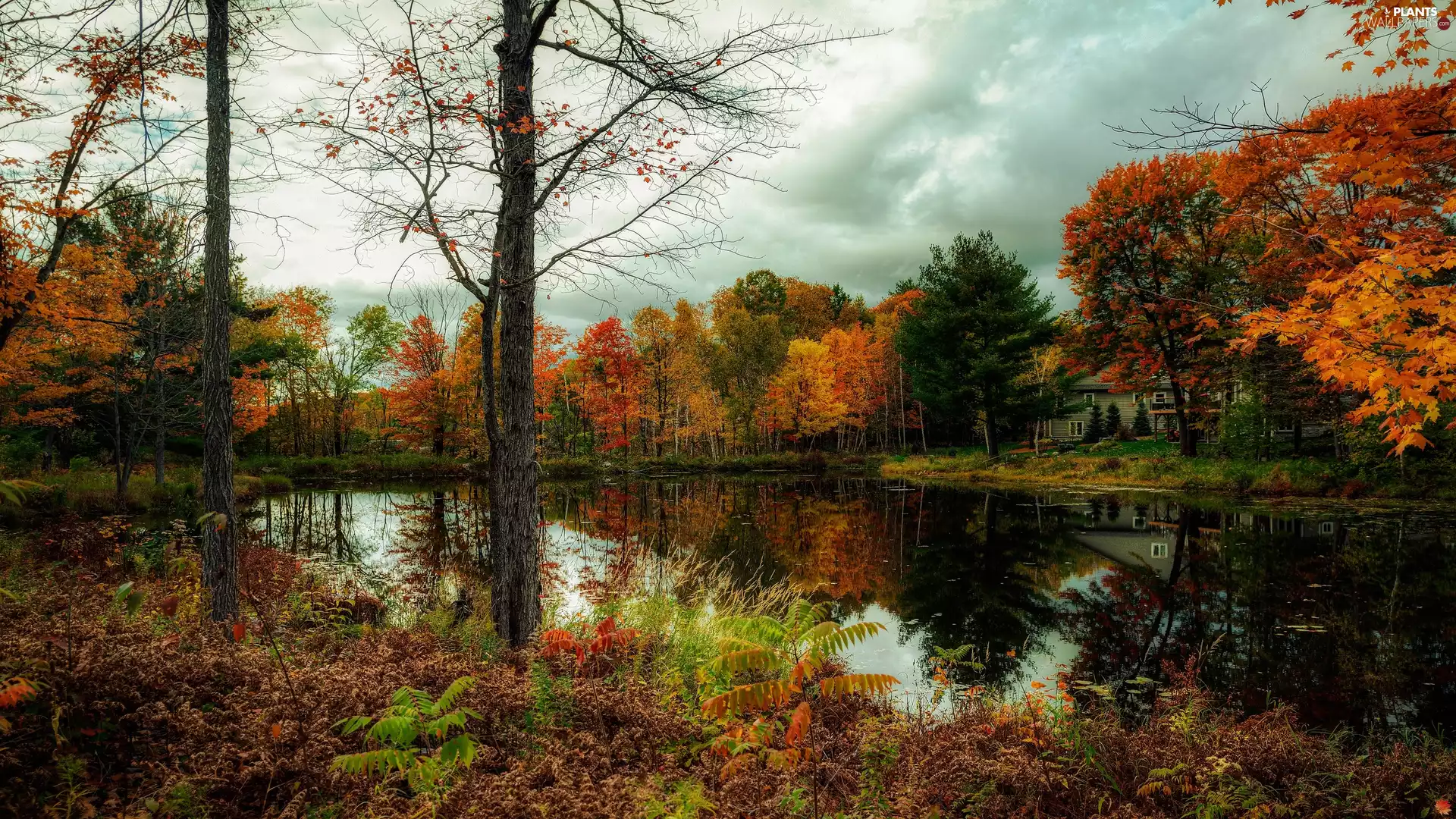 viewes, Pond - car, clouds, Plants, house, trees, autumn, fern