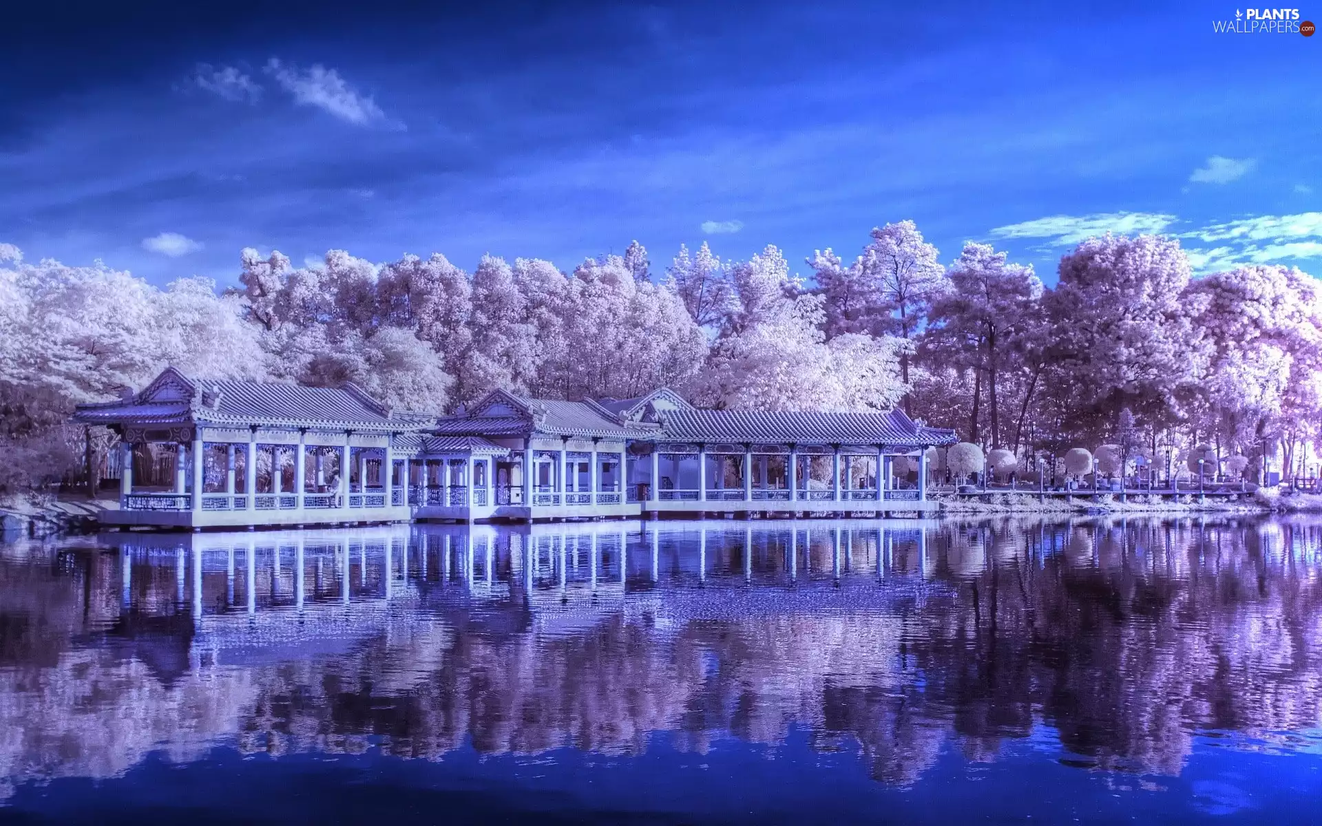 trees, lake, Houses, viewes