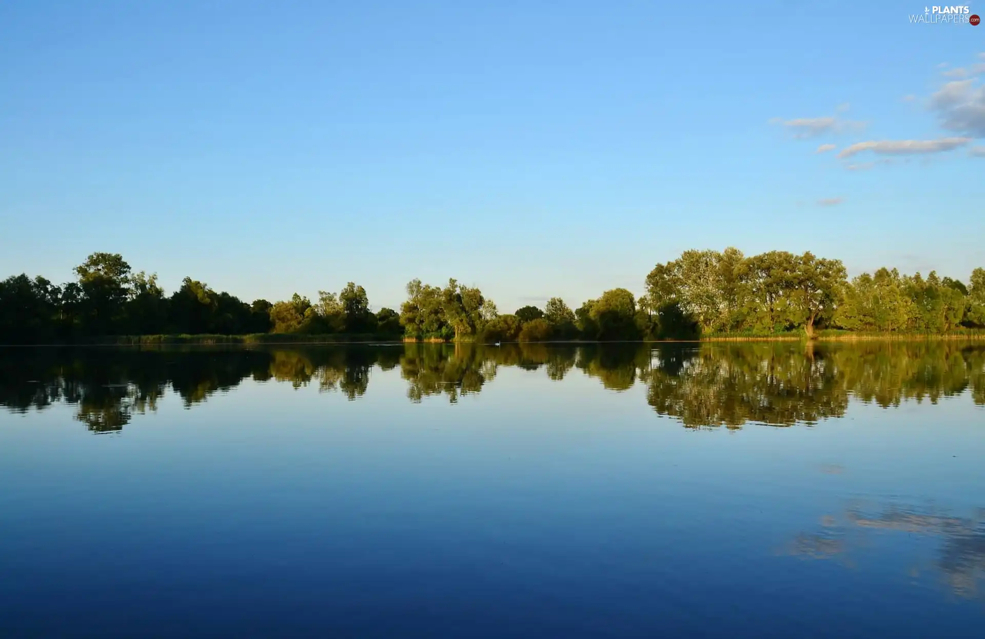 viewes, lake, trees